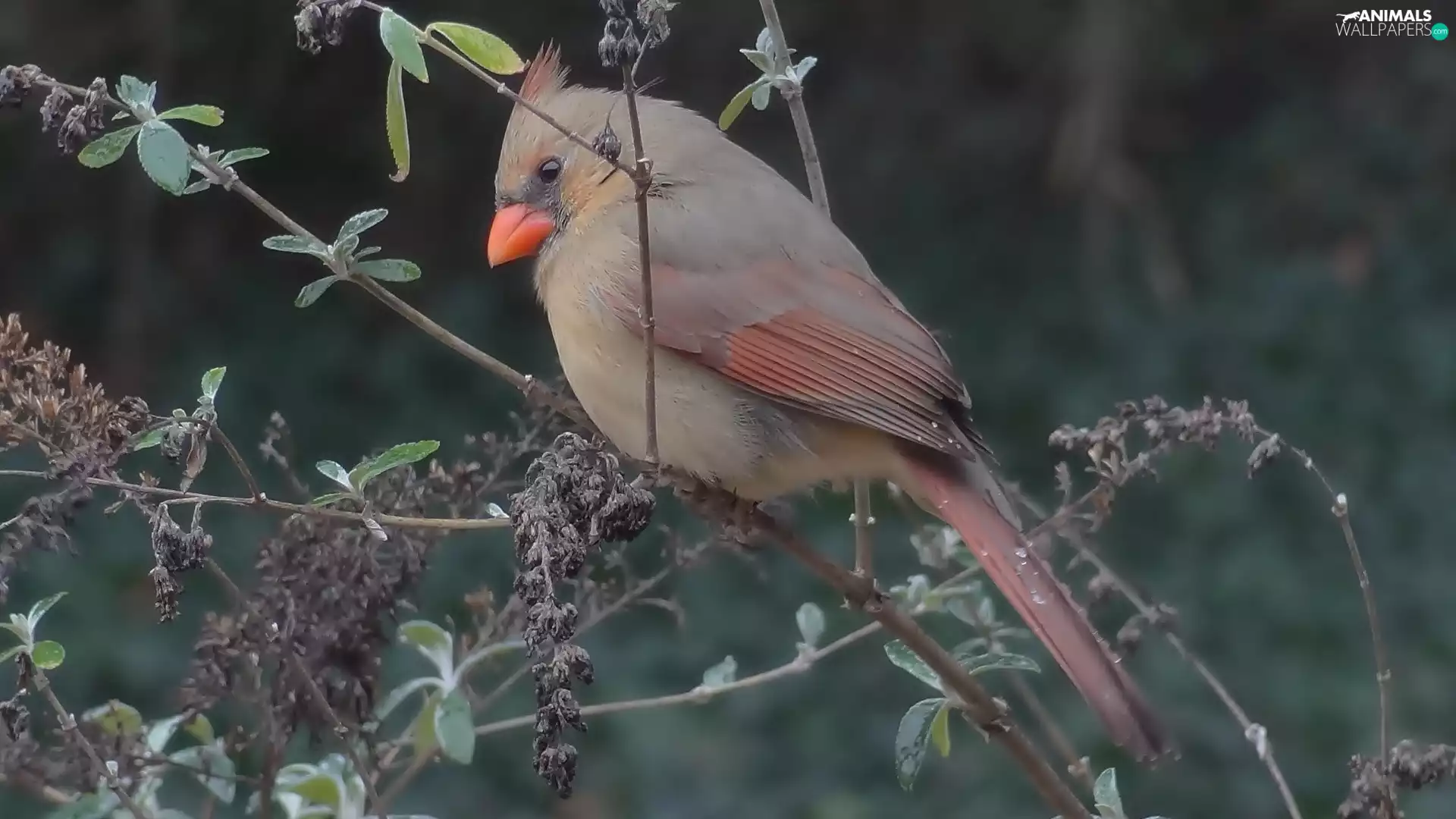 Twigs, Bird, cardinal