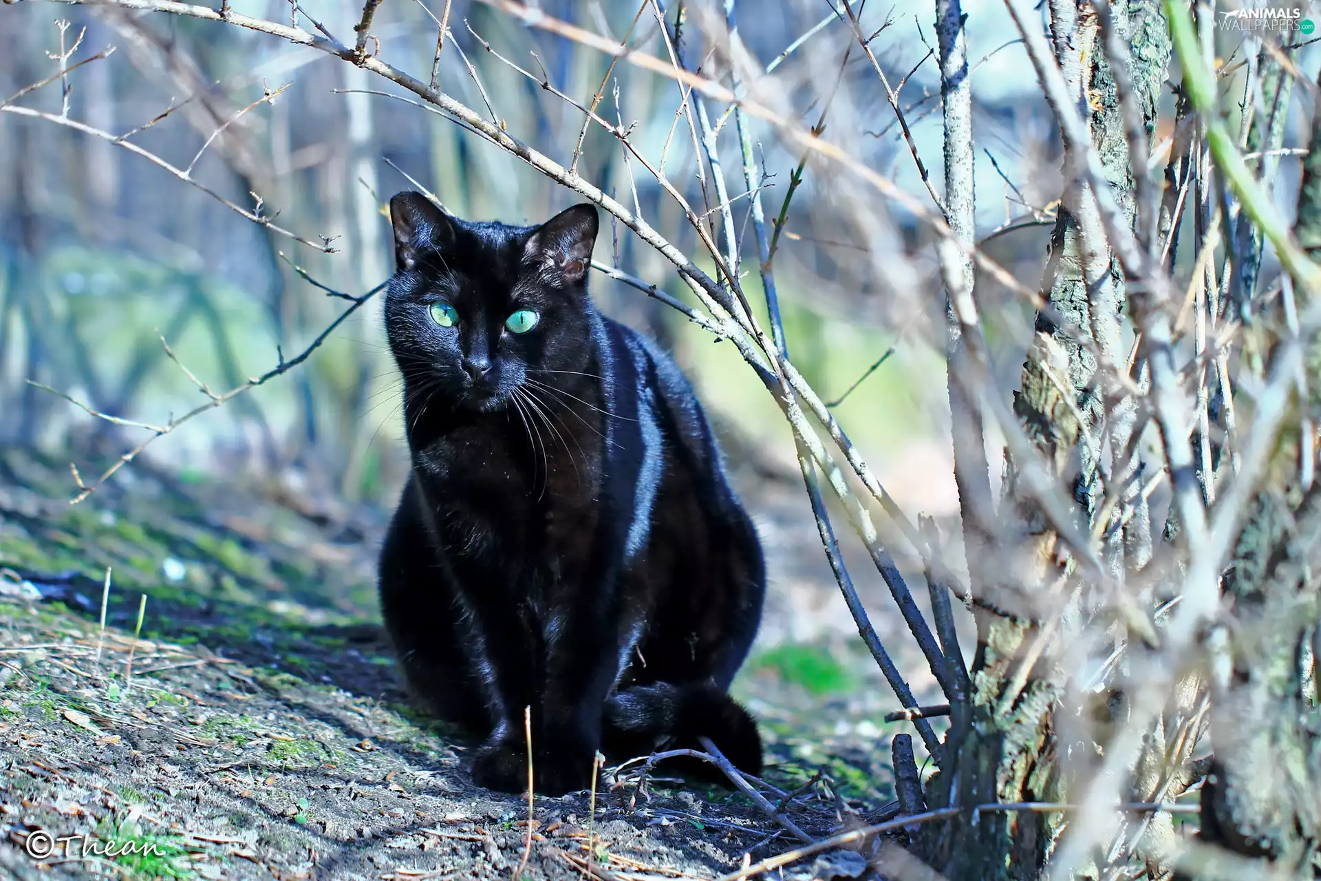 Twigs, Black, cat