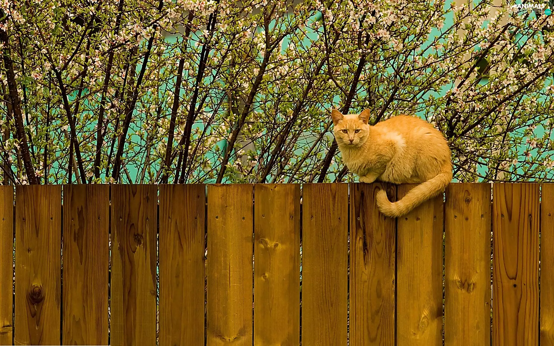 flourishing, Twigs, cat, Fance, ginger