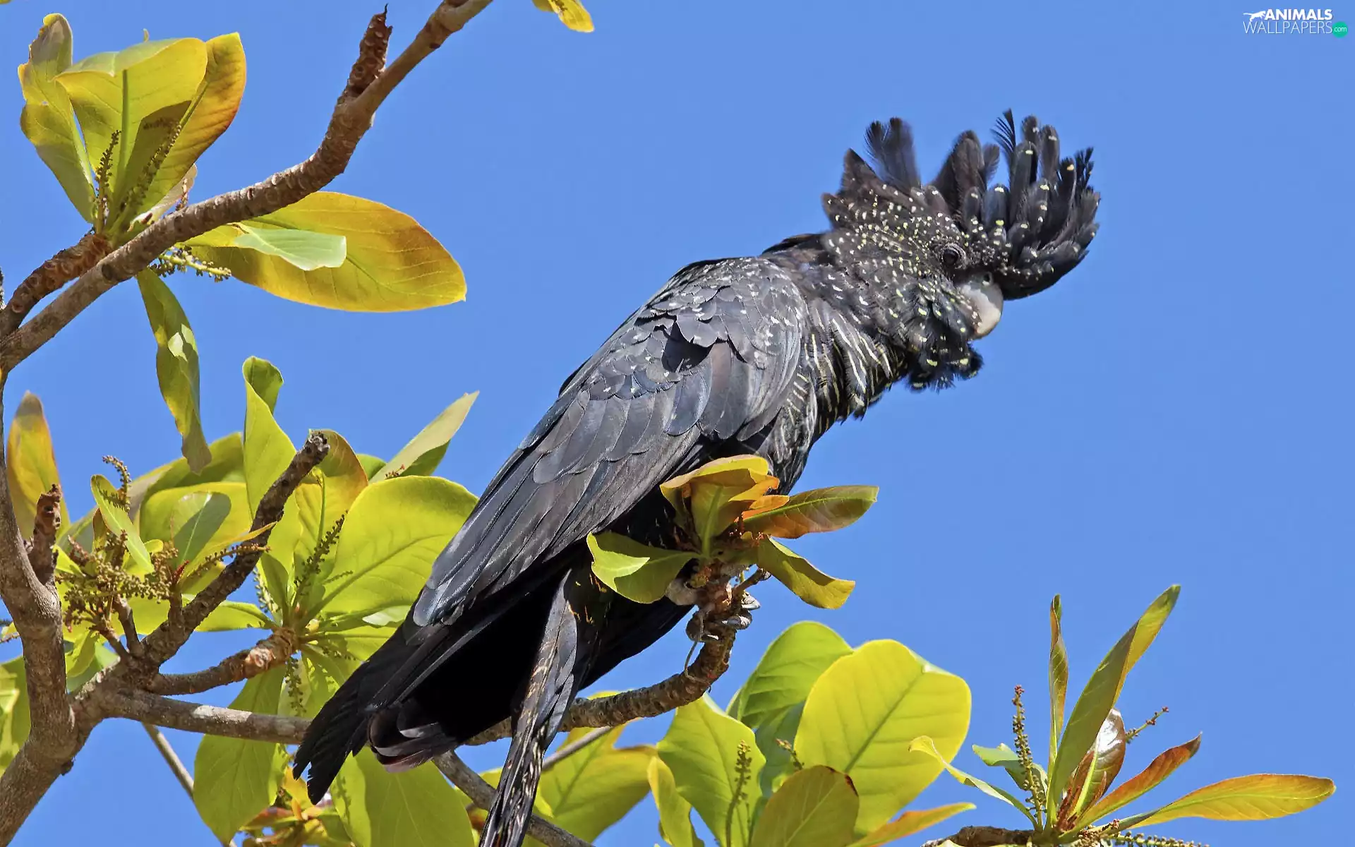 Twigs, parrot, cockatoo