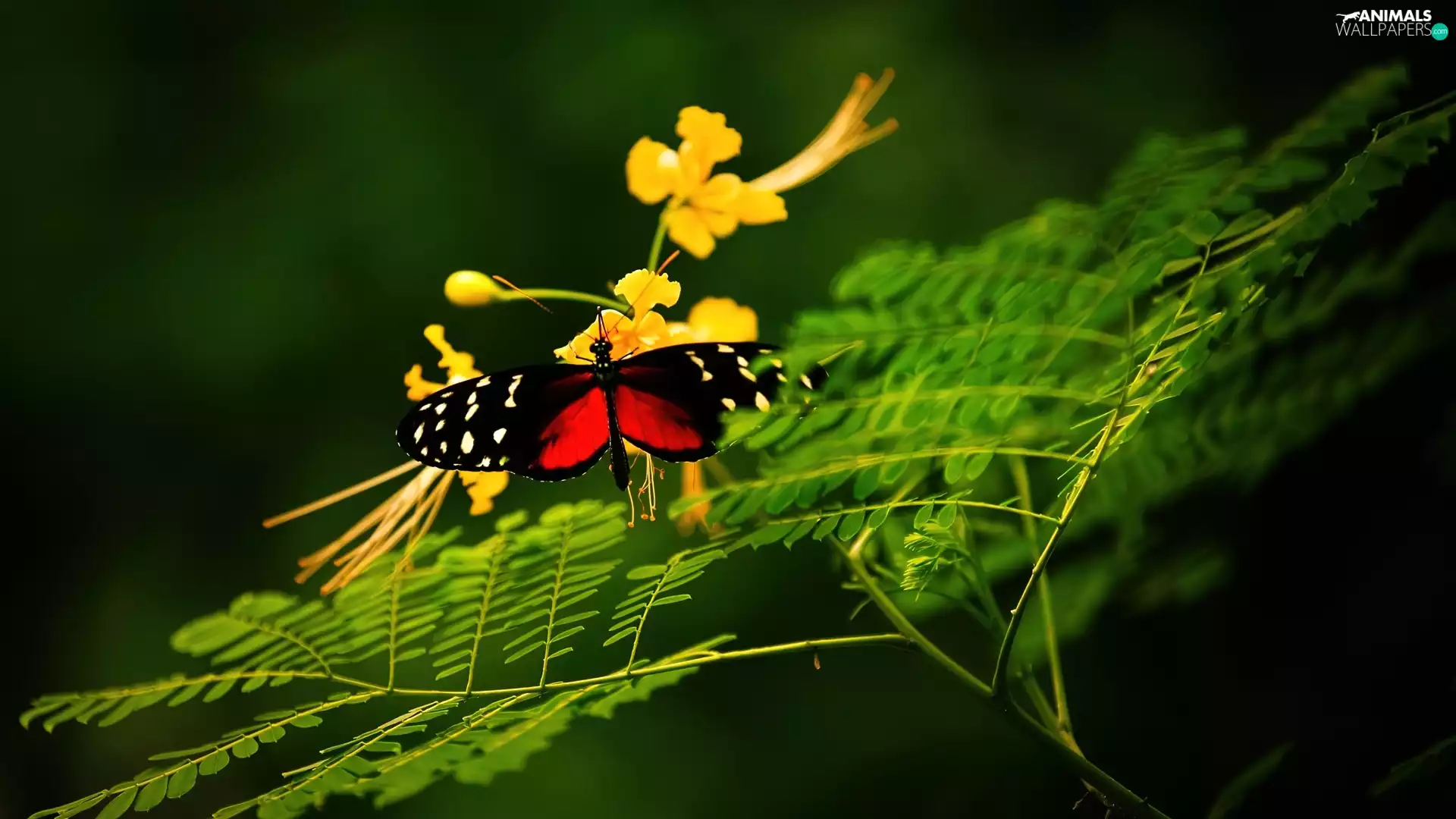 Colourfull Flowers, butterfly, Twigs