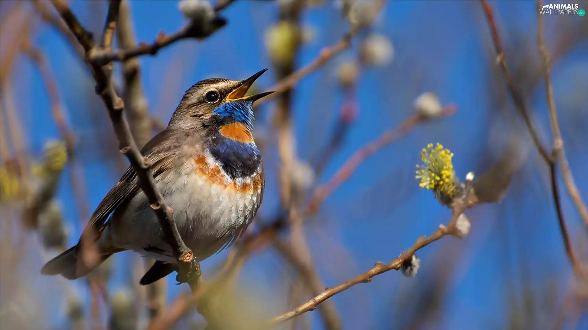 Twigs, Bluethroat, database