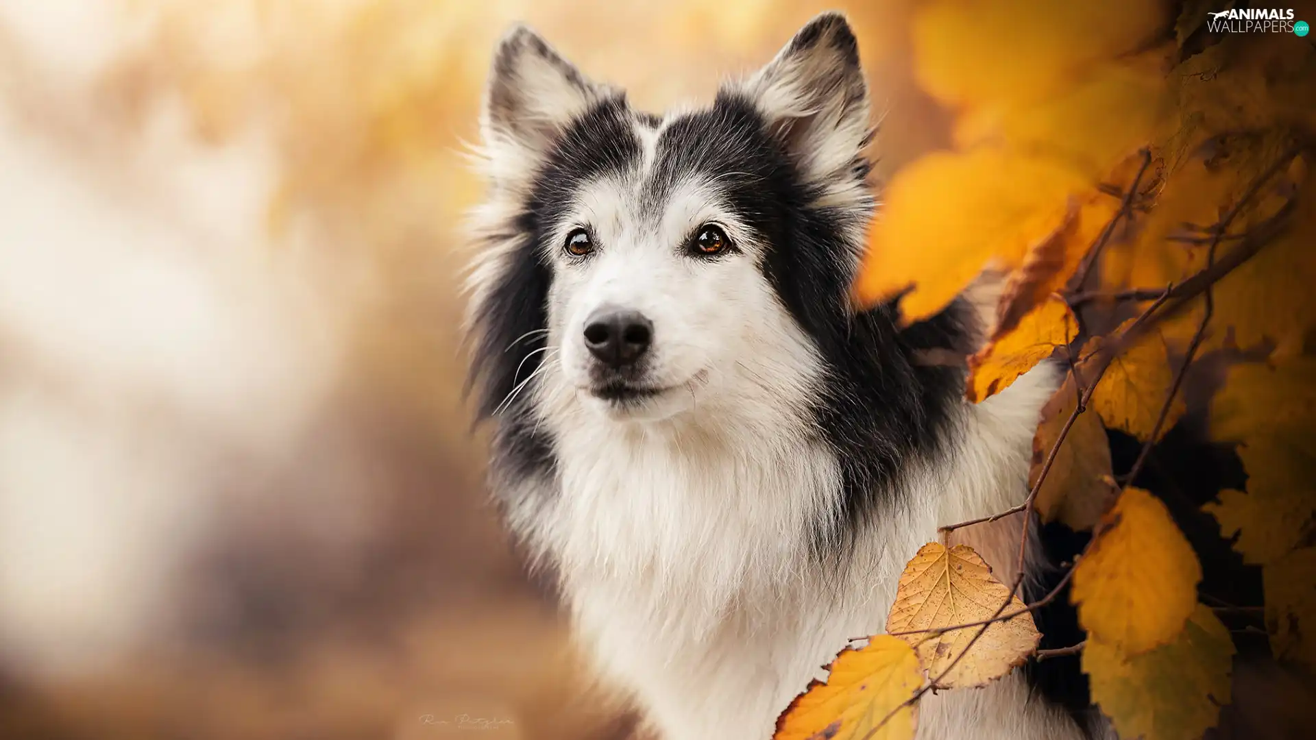 dog, Autumn, Leaf, Twigs