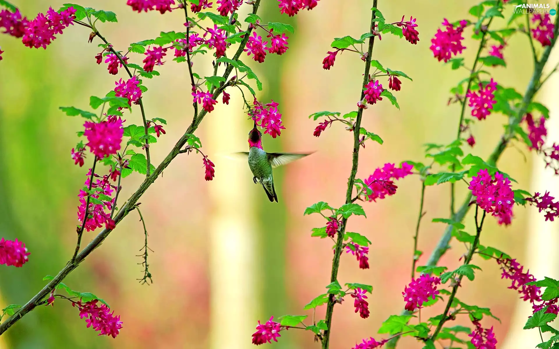 Flowers, humming-bird, Twigs