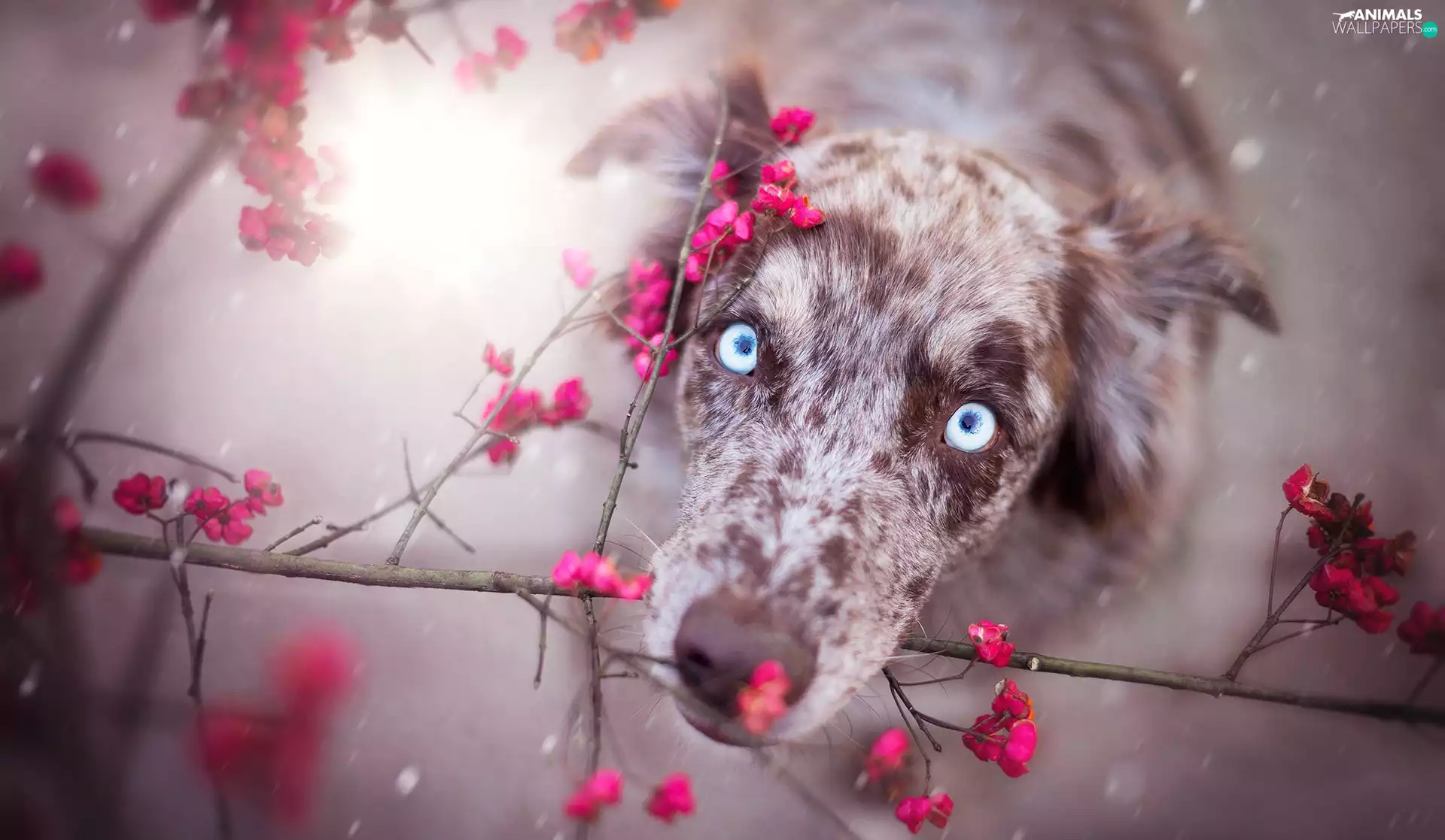Flowers, Australian Shepherd, Twigs
