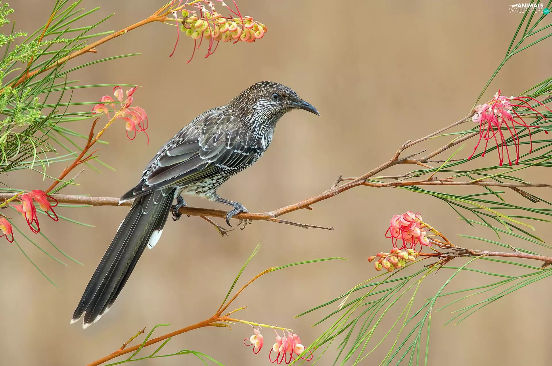 Flowers, Little Wattlebird, Twigs