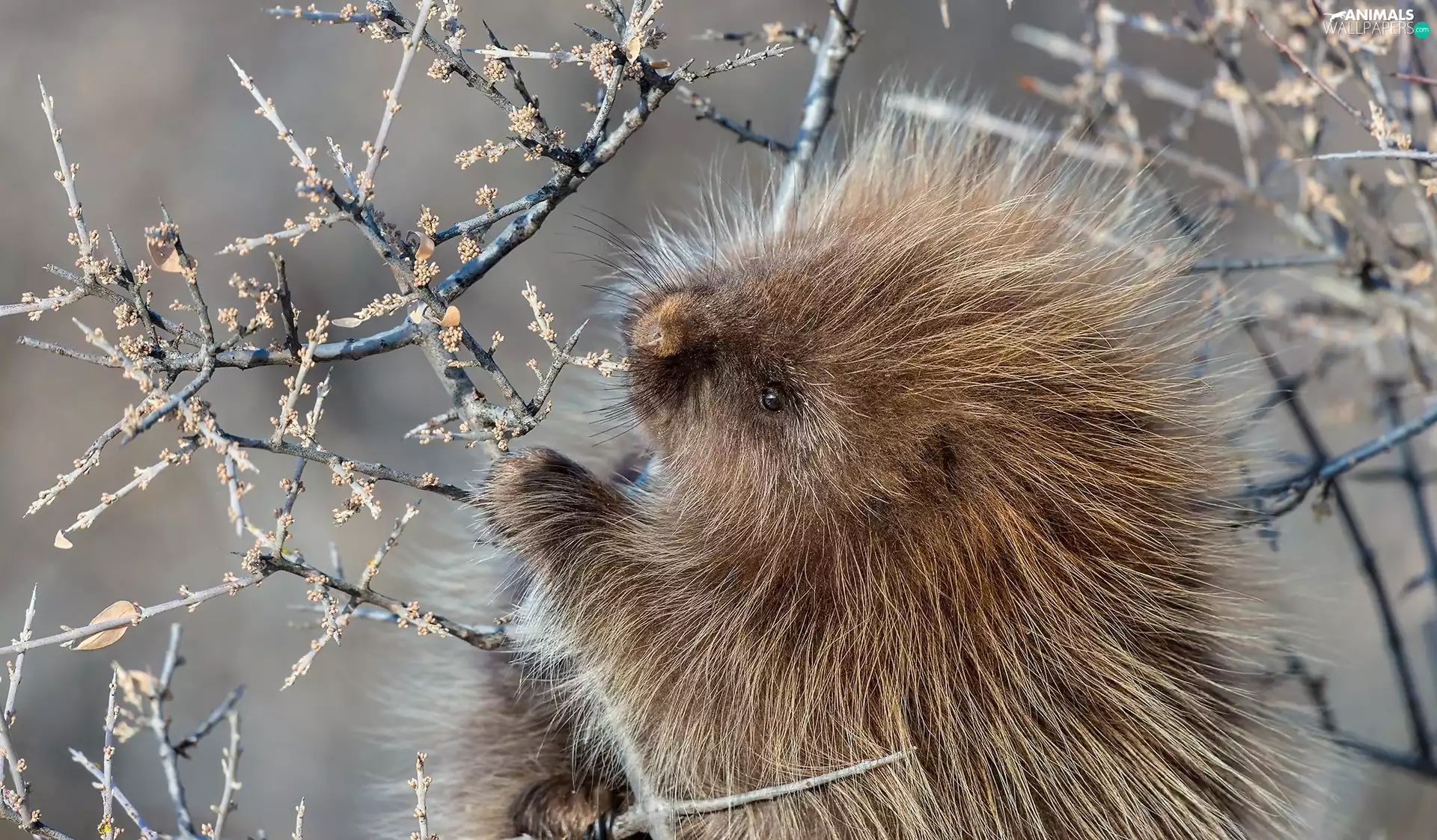Twigs, porcupine, Fur