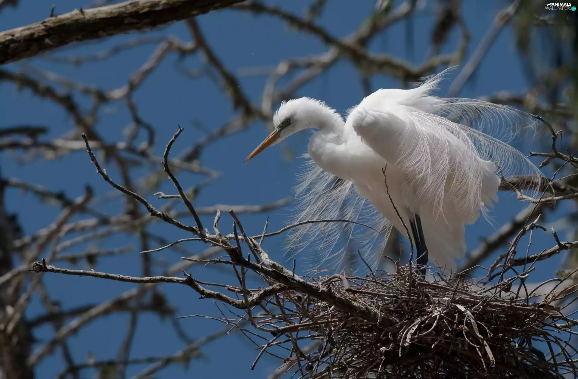 Twigs, White, heron