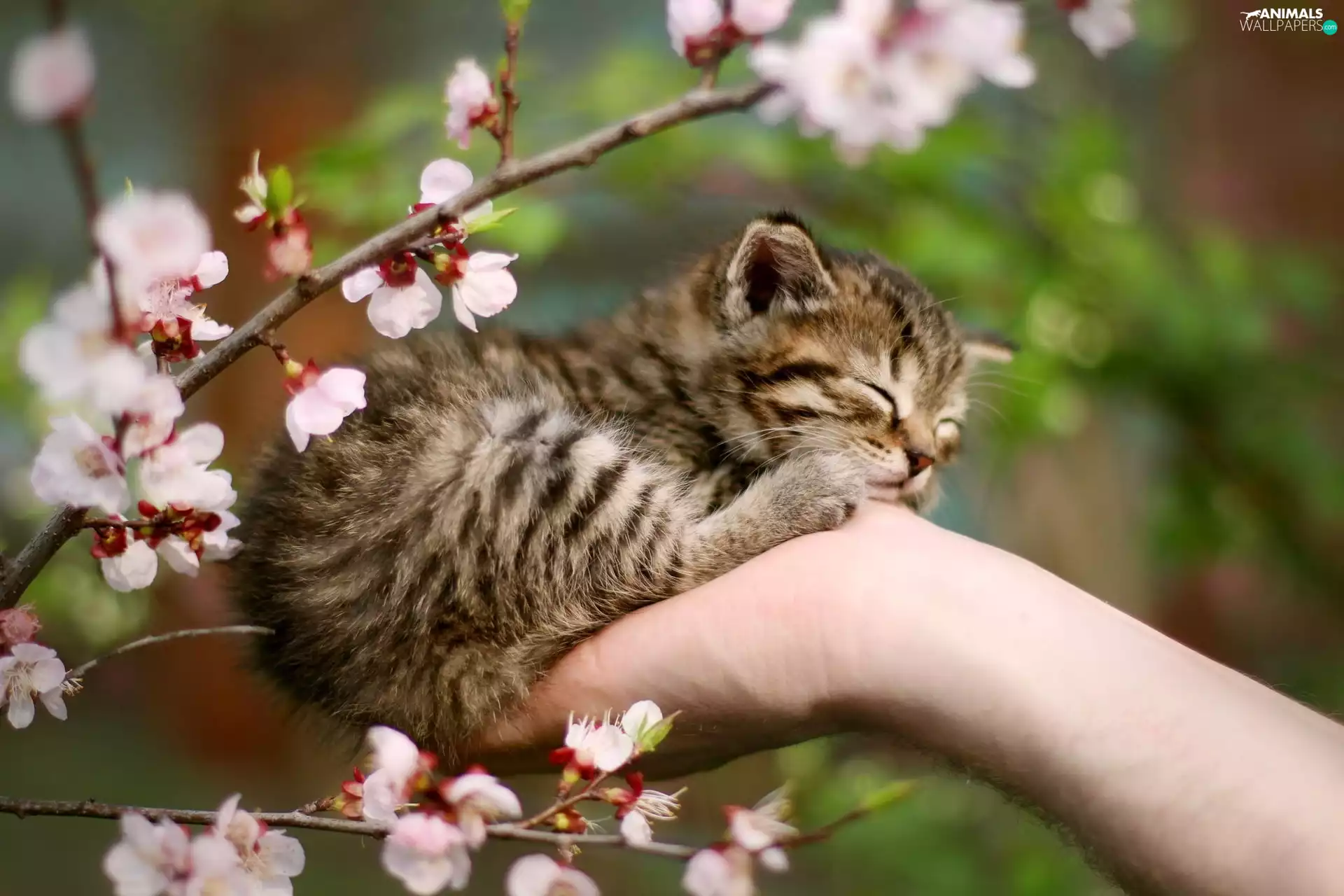 hand, sleepy, flourishing, Twigs, Spring, kitten
