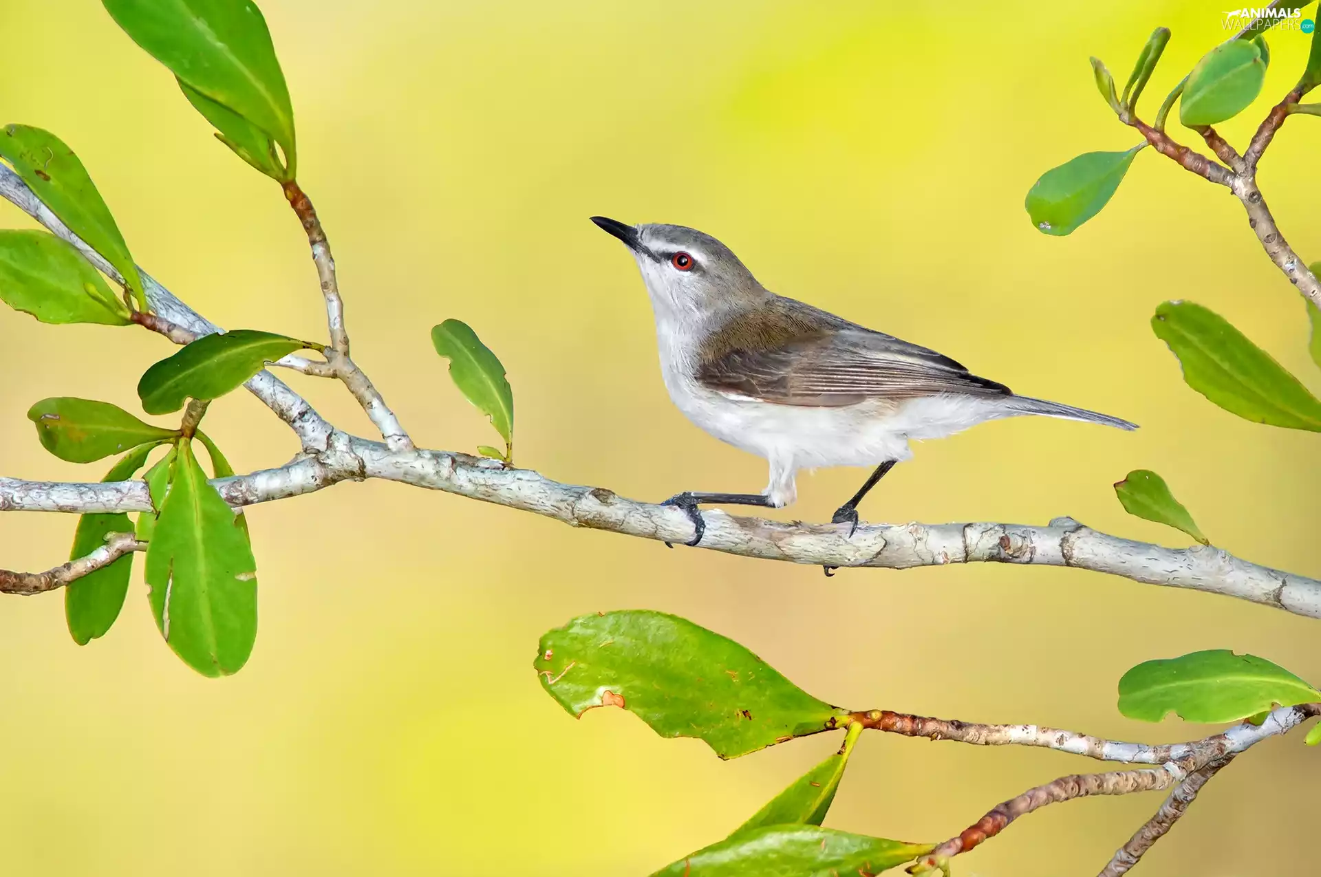 Bird, Twigs, Leaf, Mangrove Gerygone