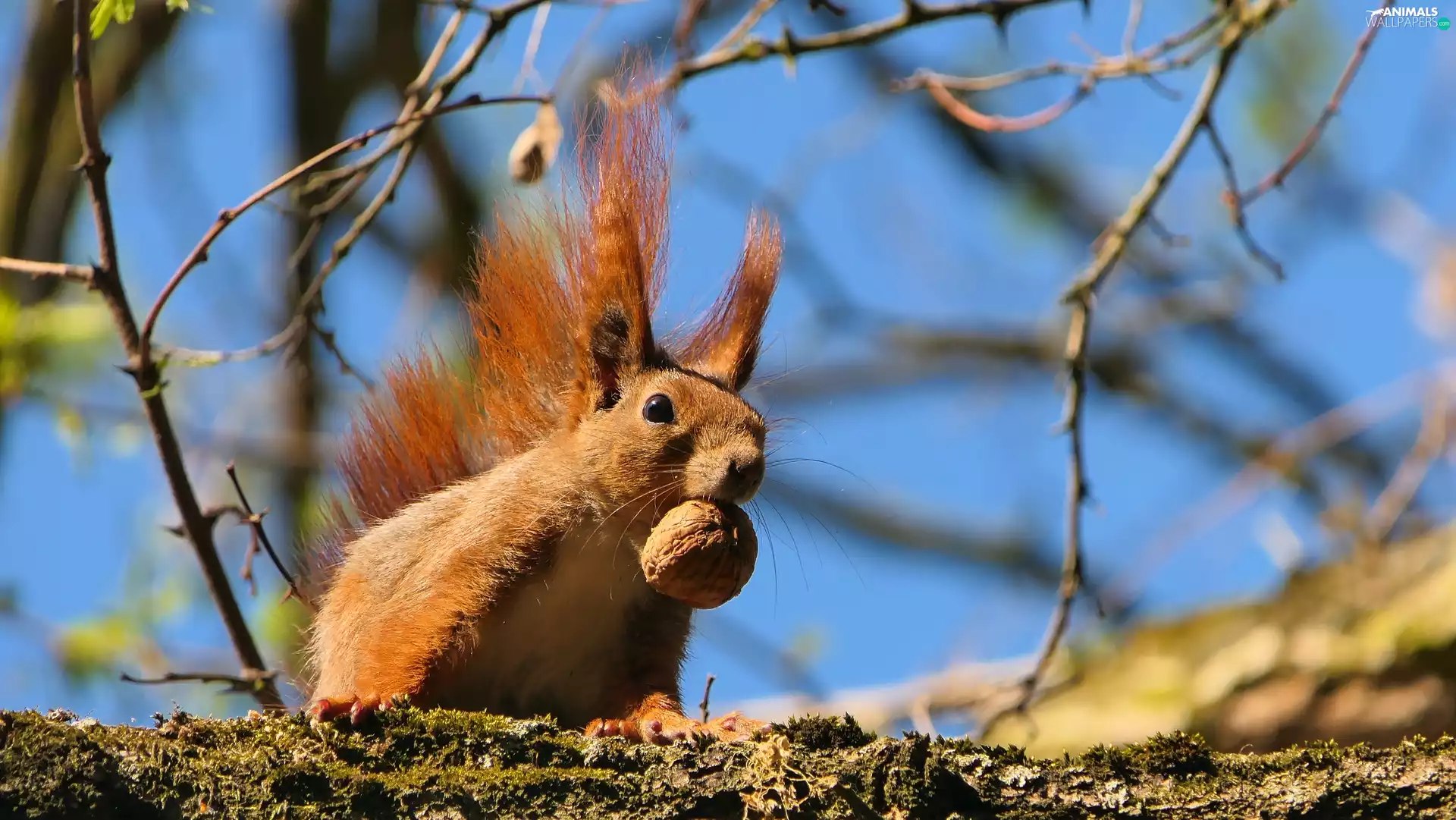 Twigs, squirrel, nut