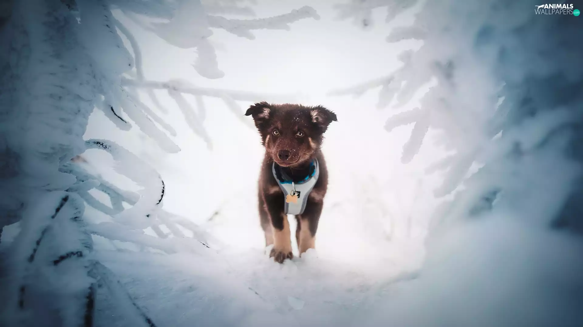 Snowy, Twigs, Puppy, braces, dog