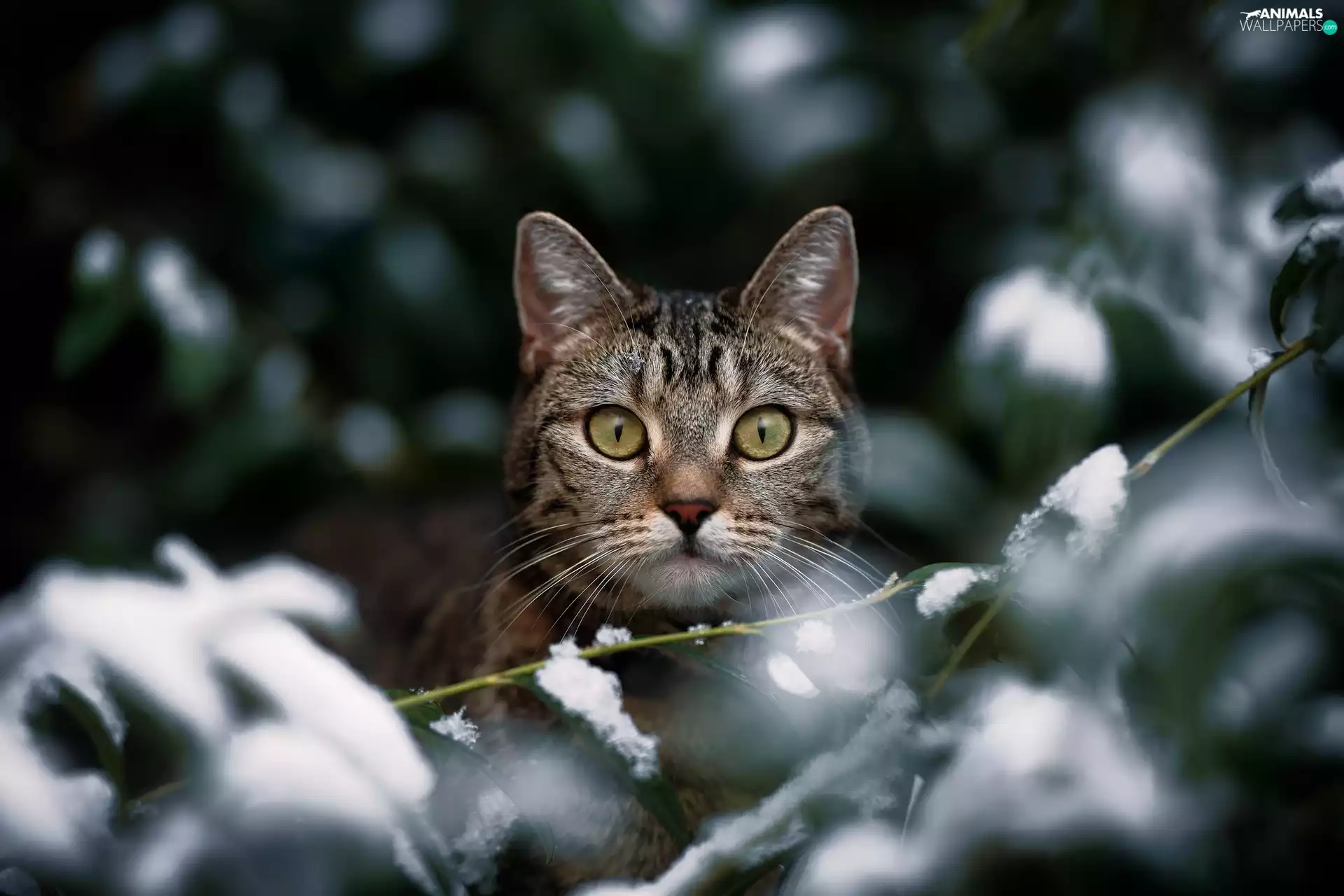cat, Twigs, snow, The look