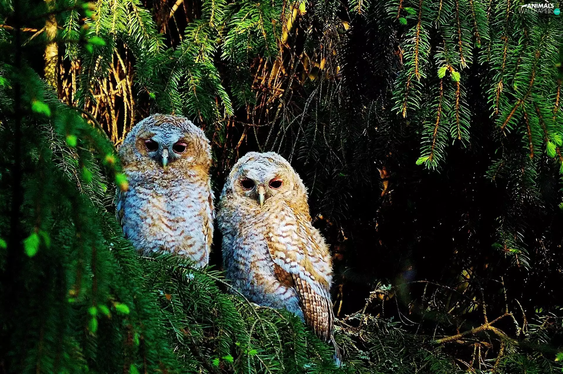 Twigs, owls, spruce