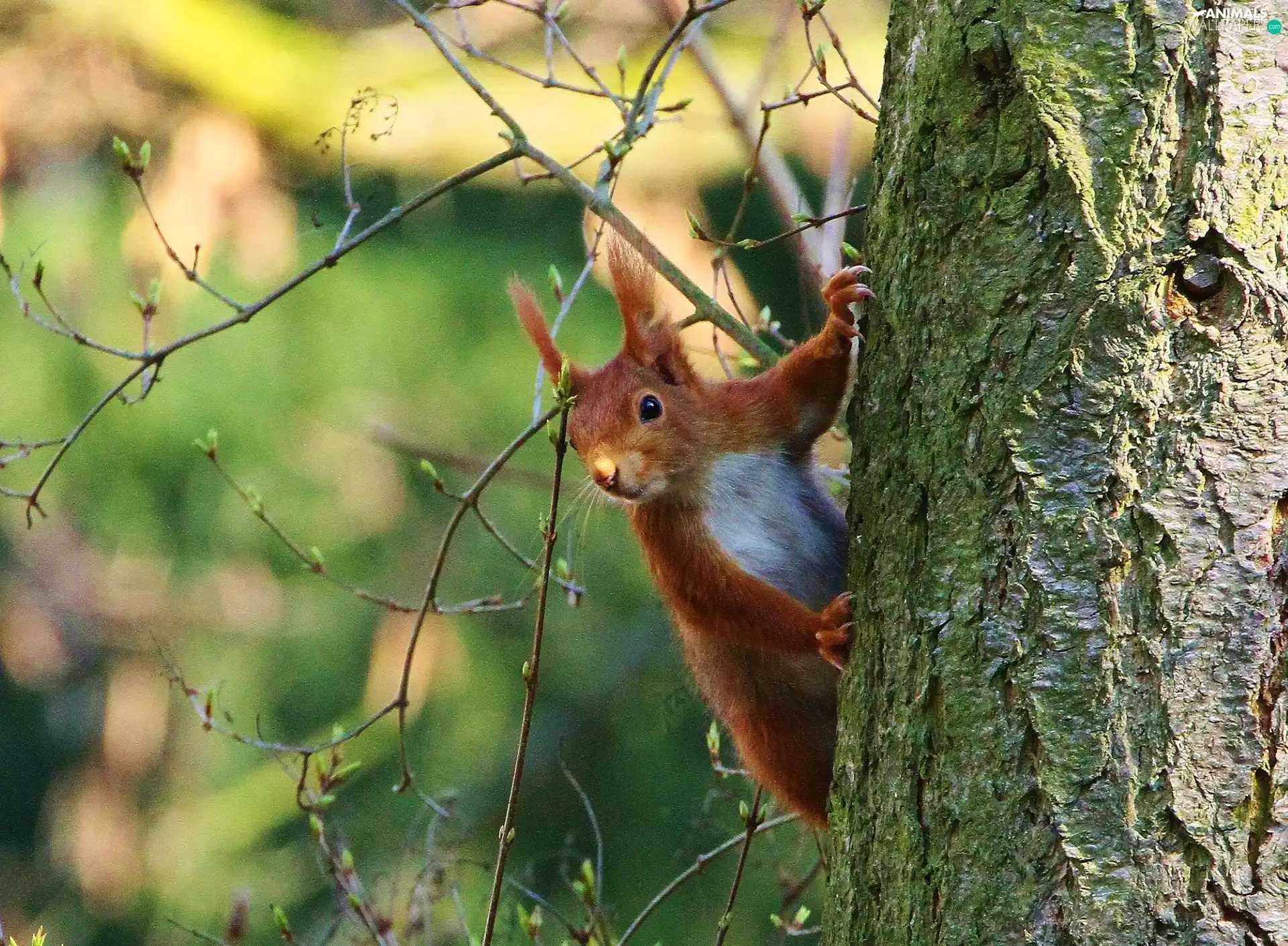 squirrel, trunk, cork, Twigs