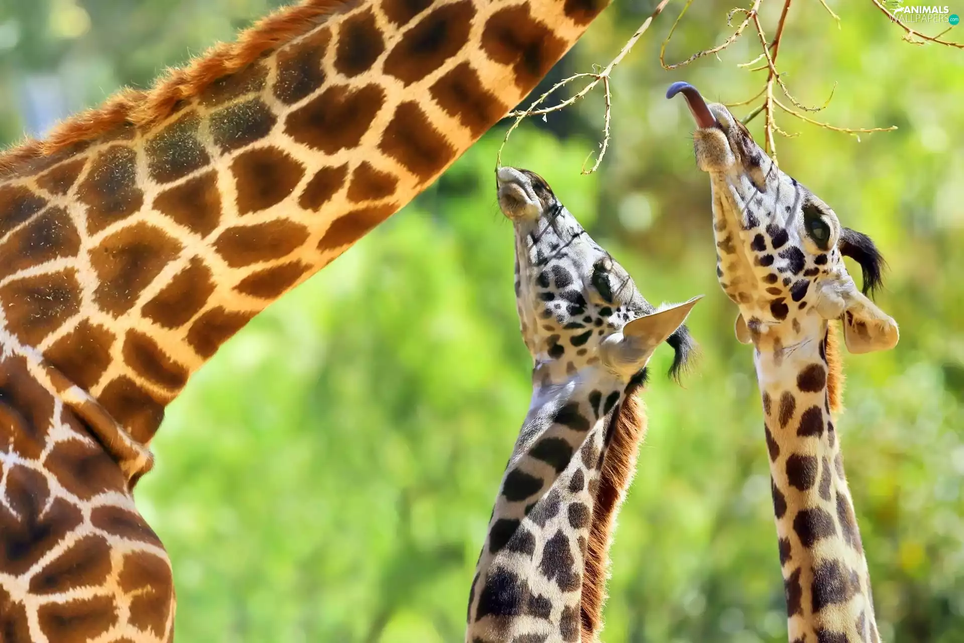 Twigs, giraffe, Tounge