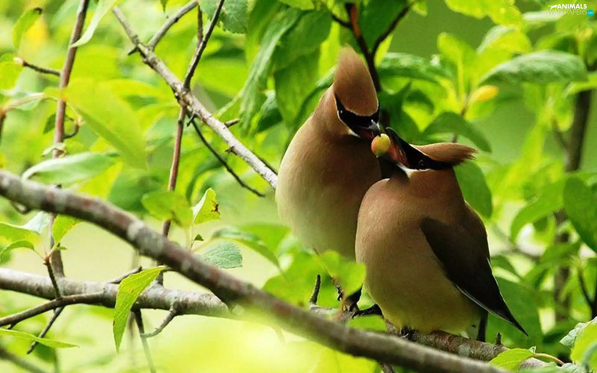 Twigs, Two, Waxwings