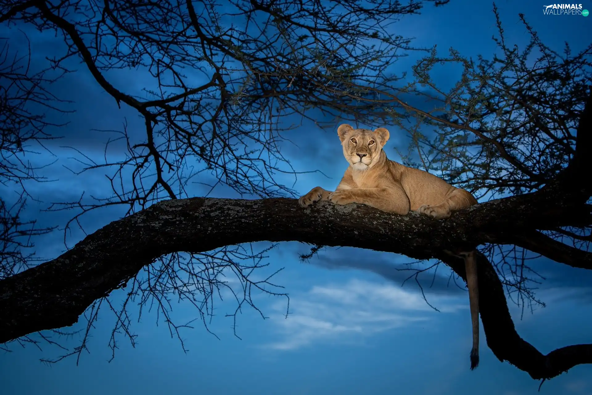 Sky, twilight, Lioness, trees, Lion