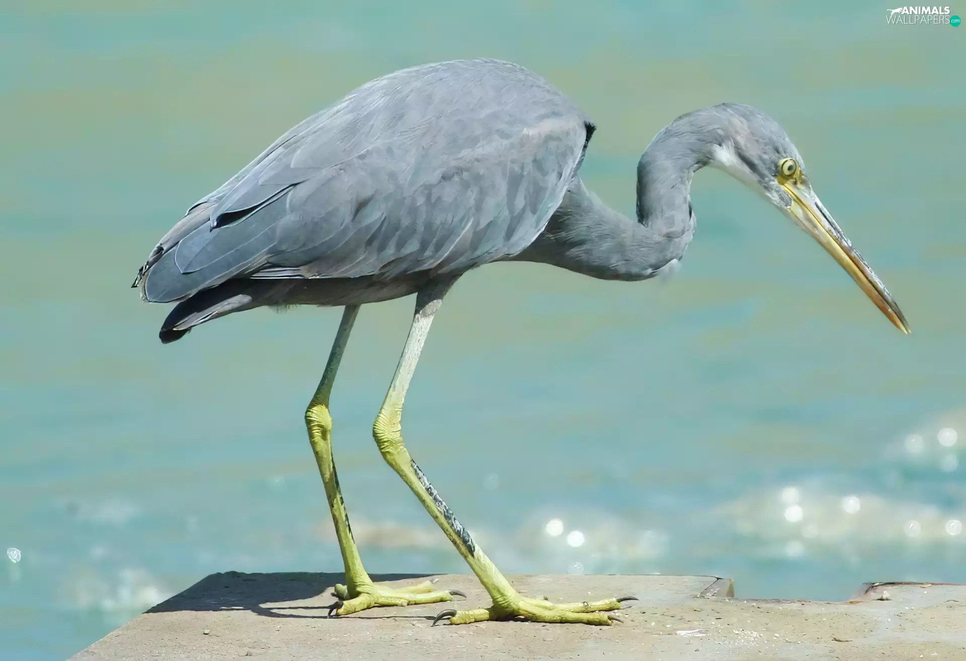 neck, Heron reef, twisted