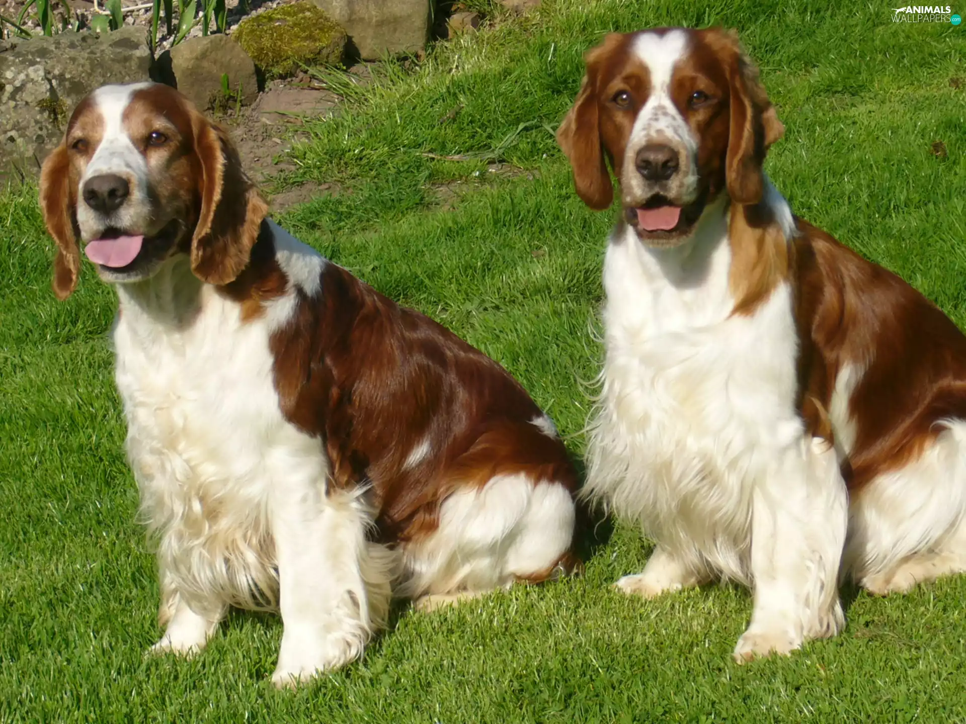 Welsh Springers spaniels, Two cars, adult