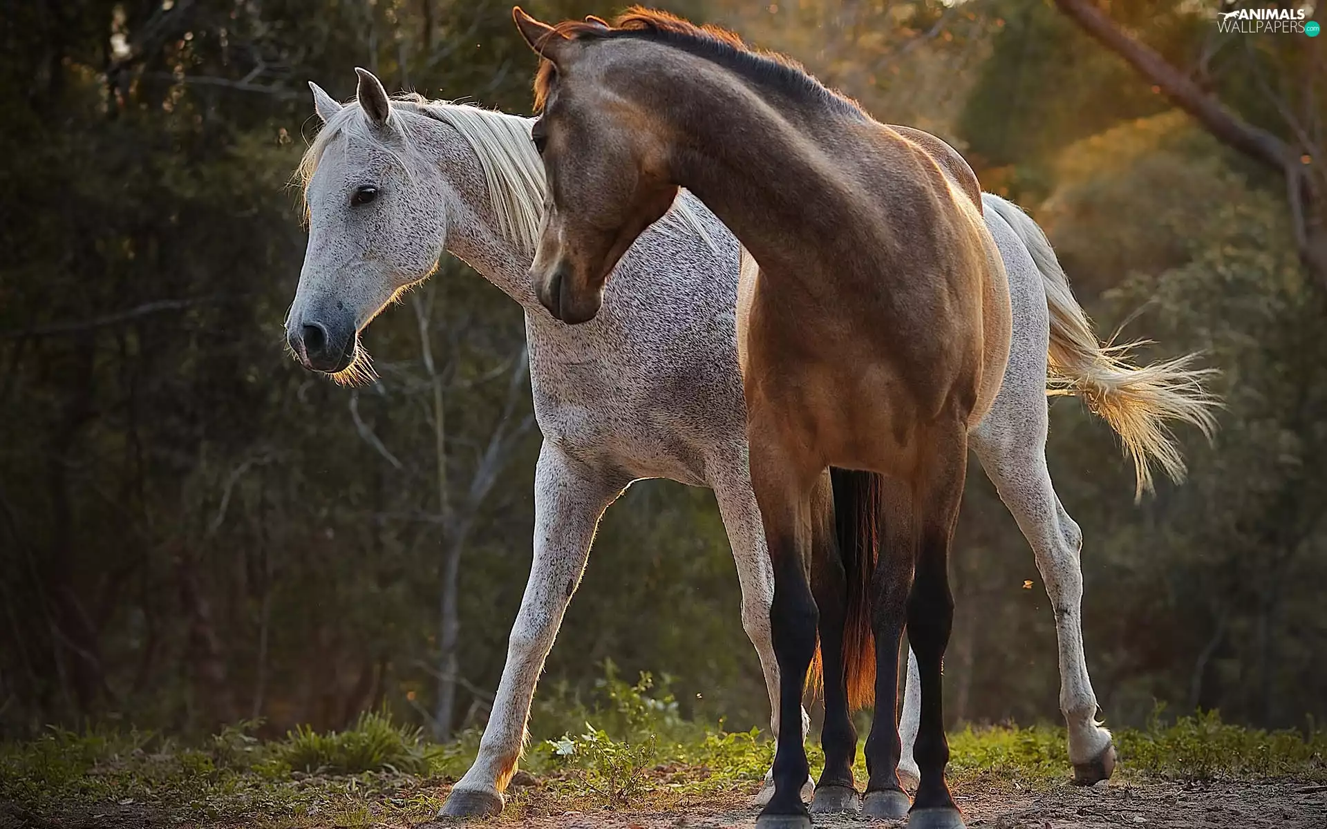 Two cars, bloodstock