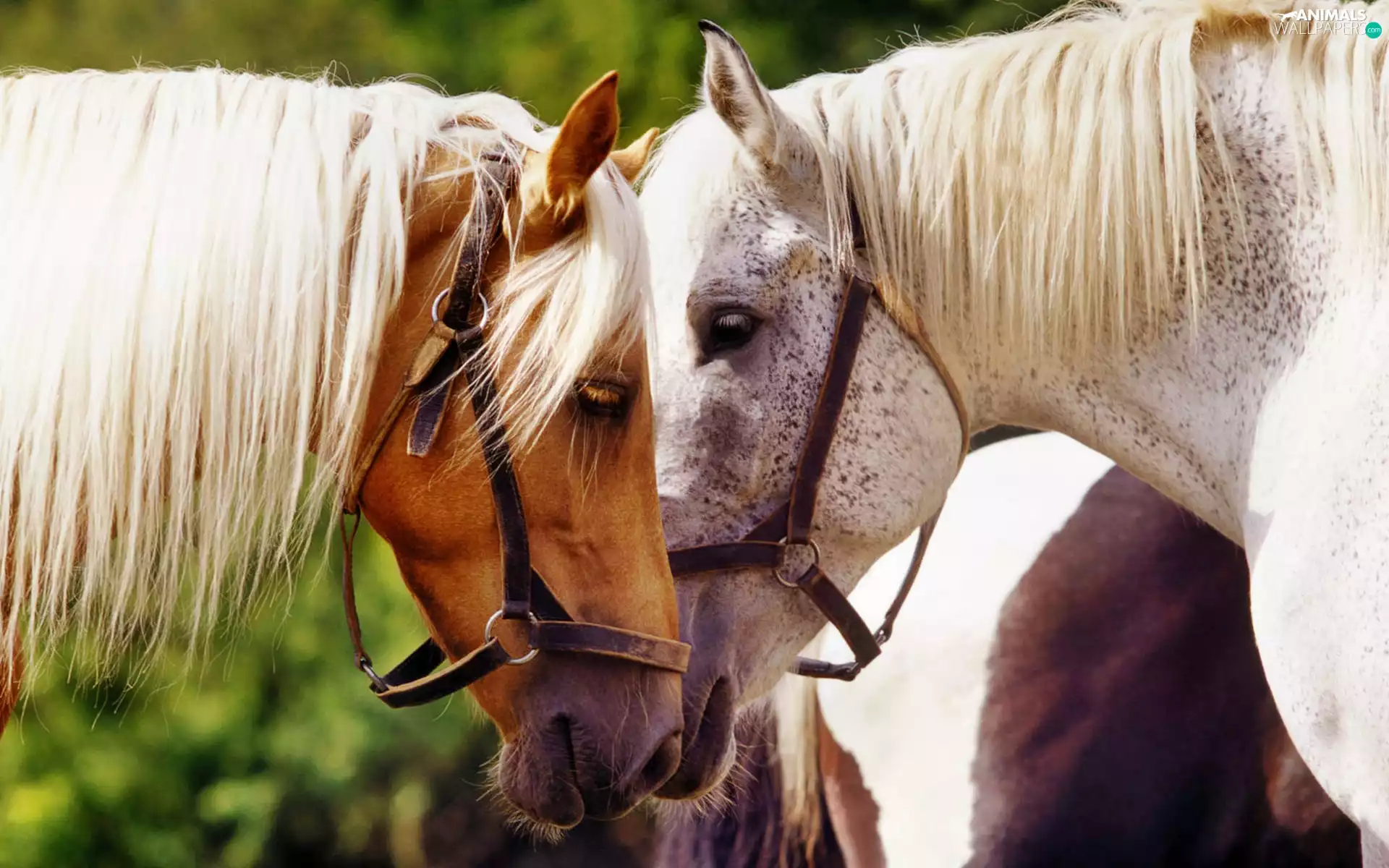 Two cars, bloodstock