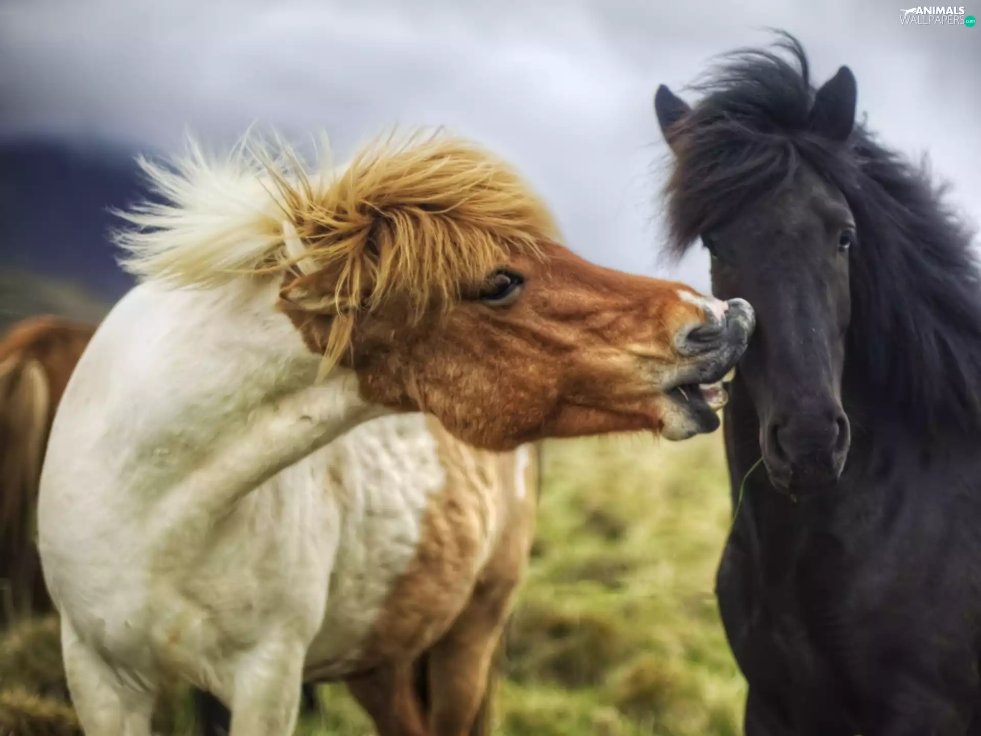 Two cars, bloodstock