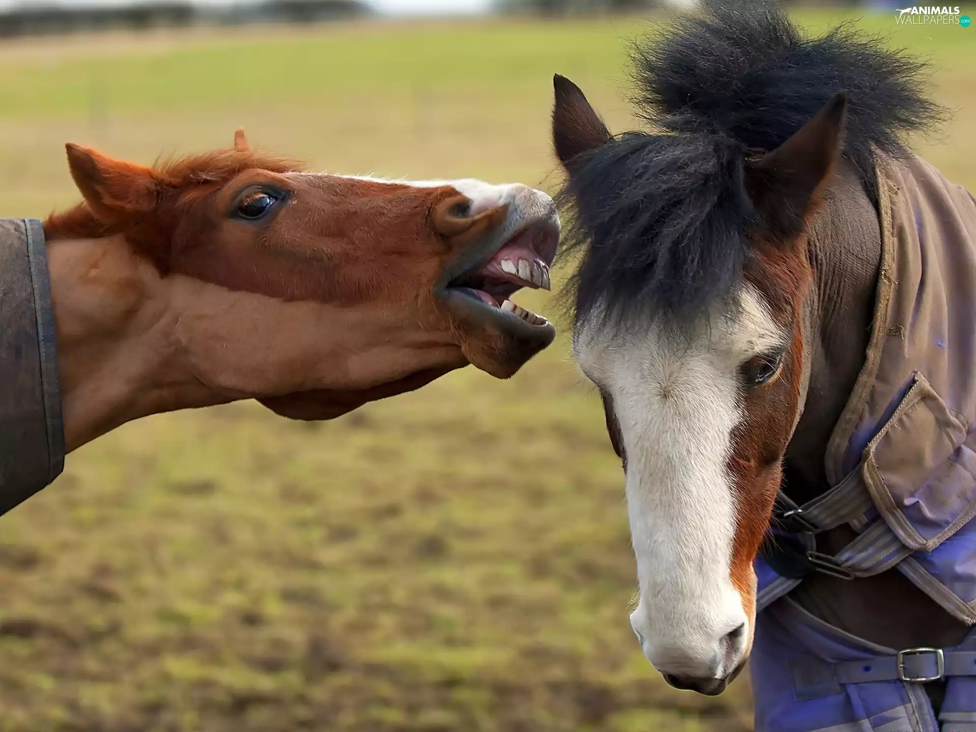 Two cars, bloodstock