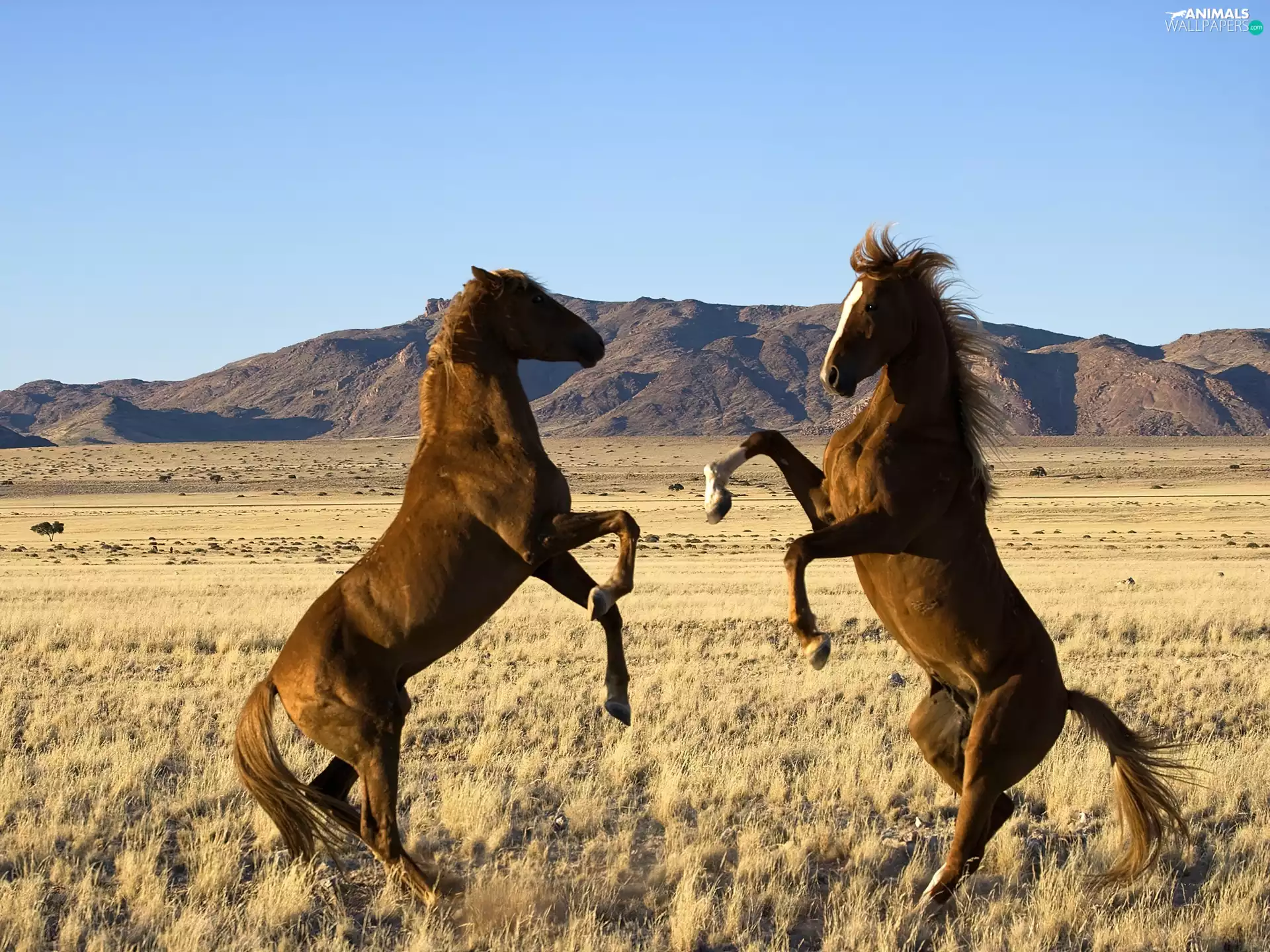 Two cars, bloodstock