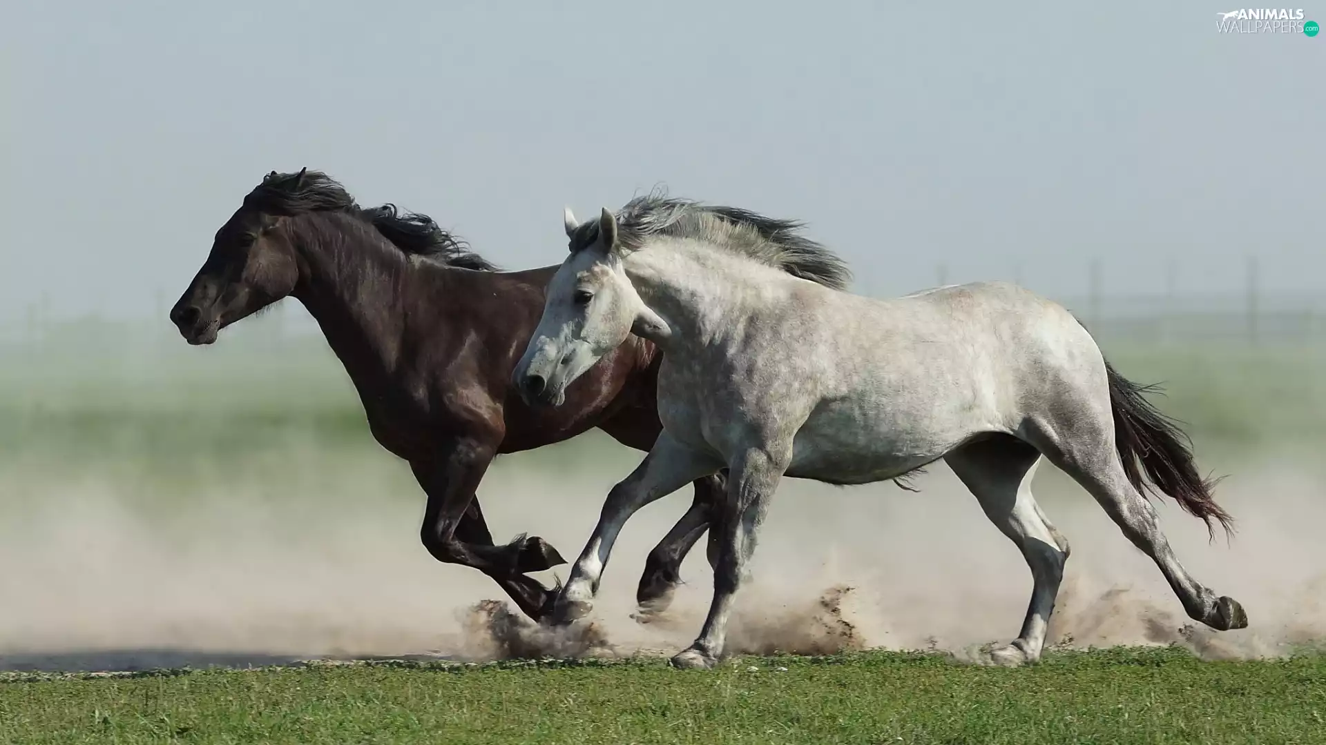 Two cars, bloodstock