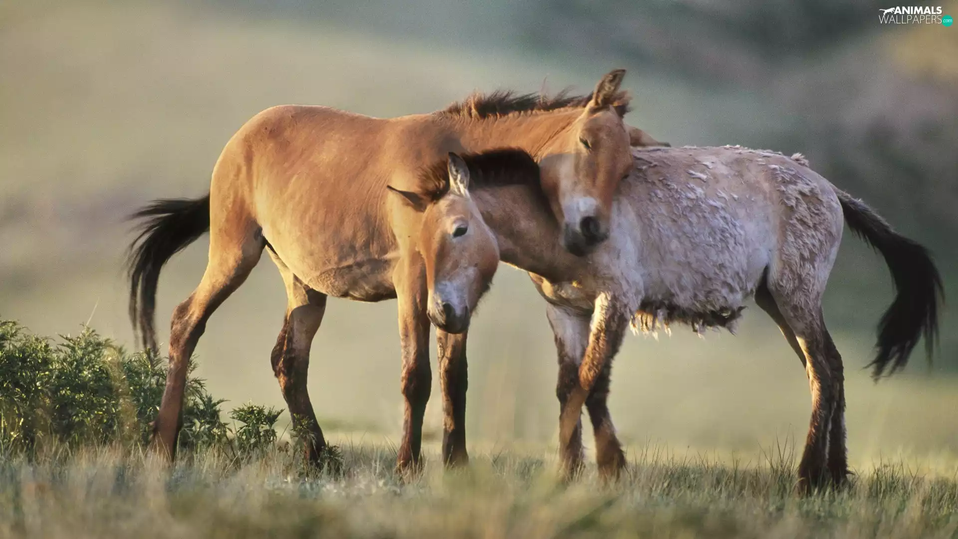 Two cars, bloodstock