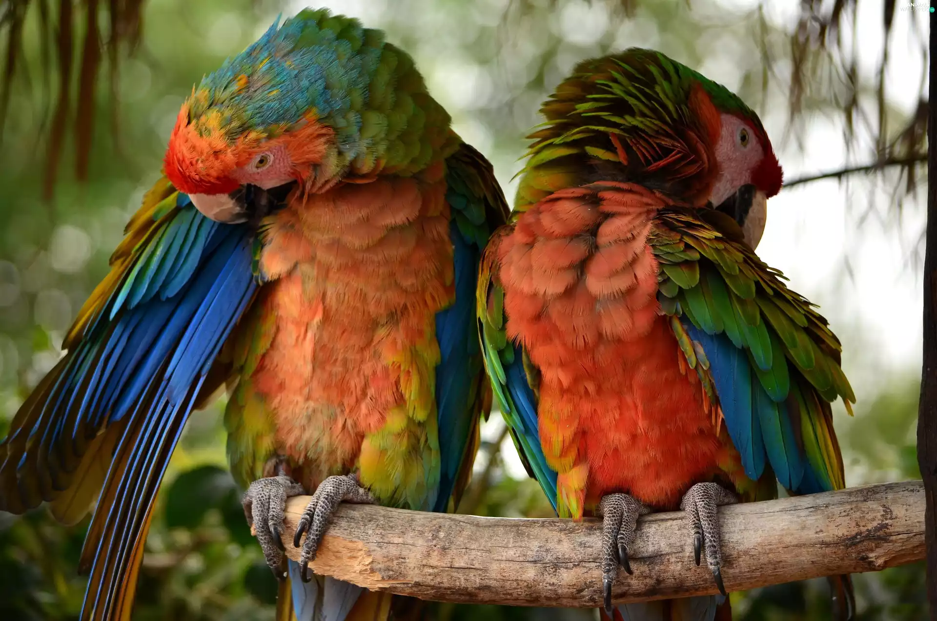 branch, color, Parrots, Two