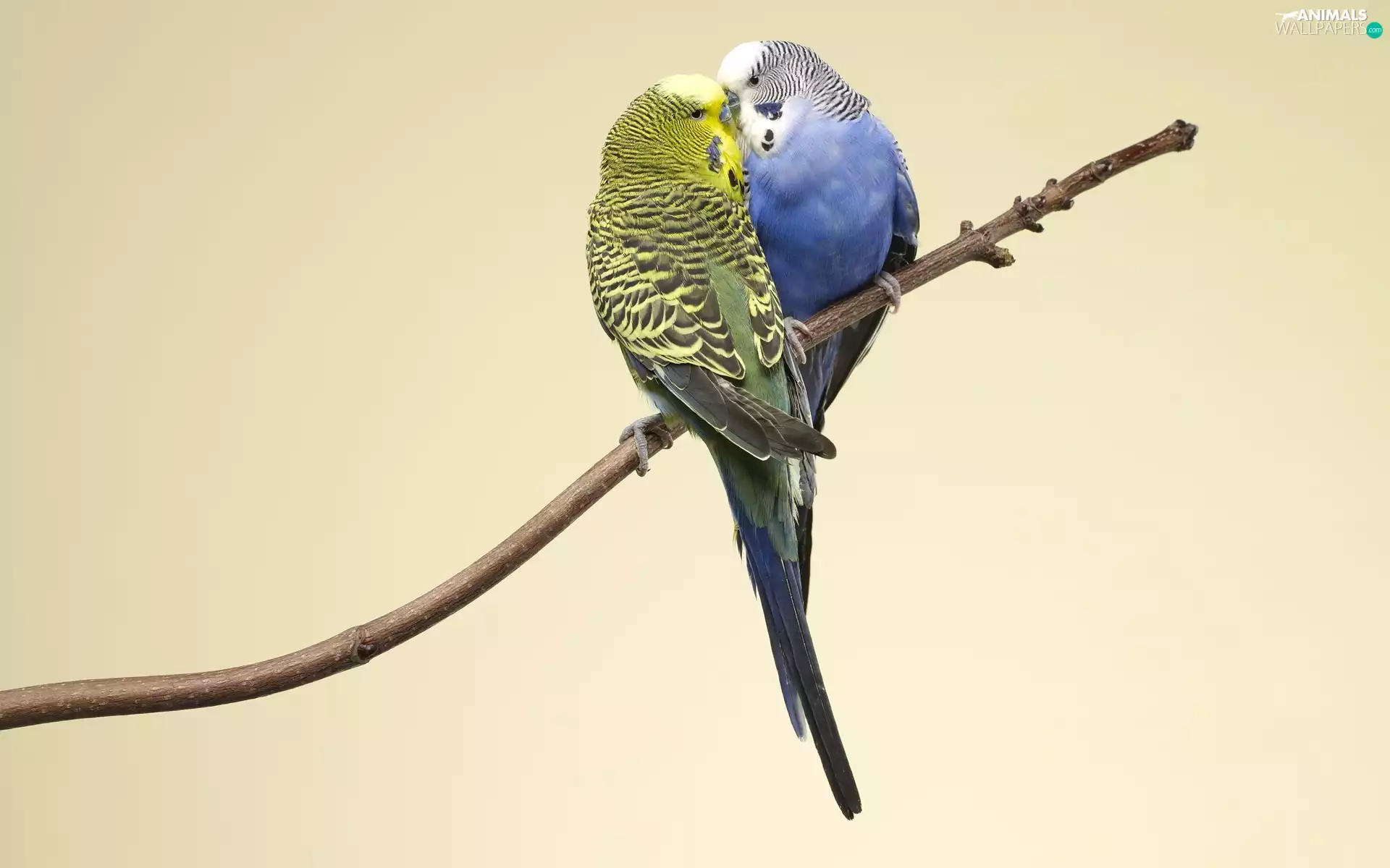 Two, Budgerigar