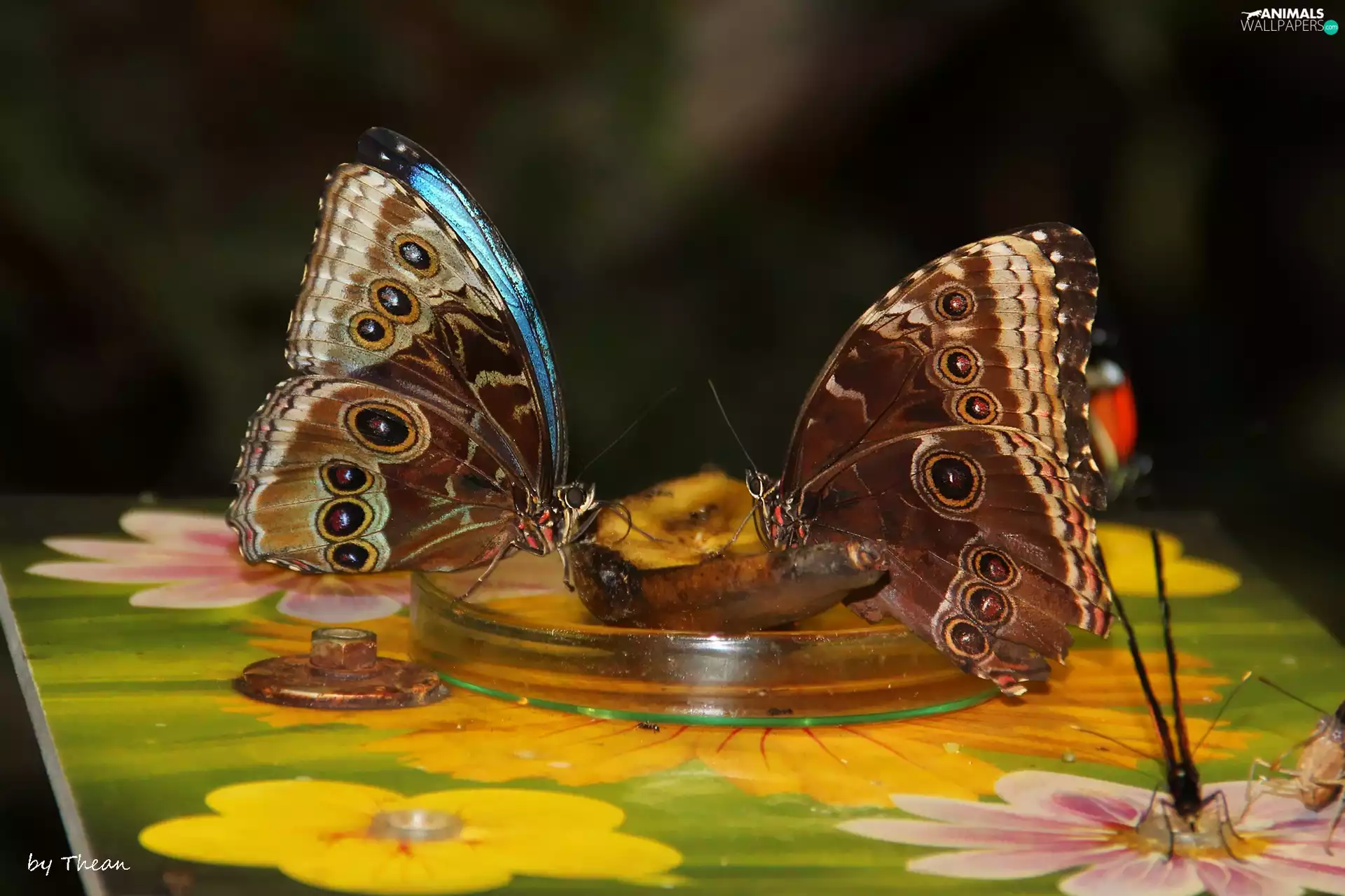 Two cars, butterflies