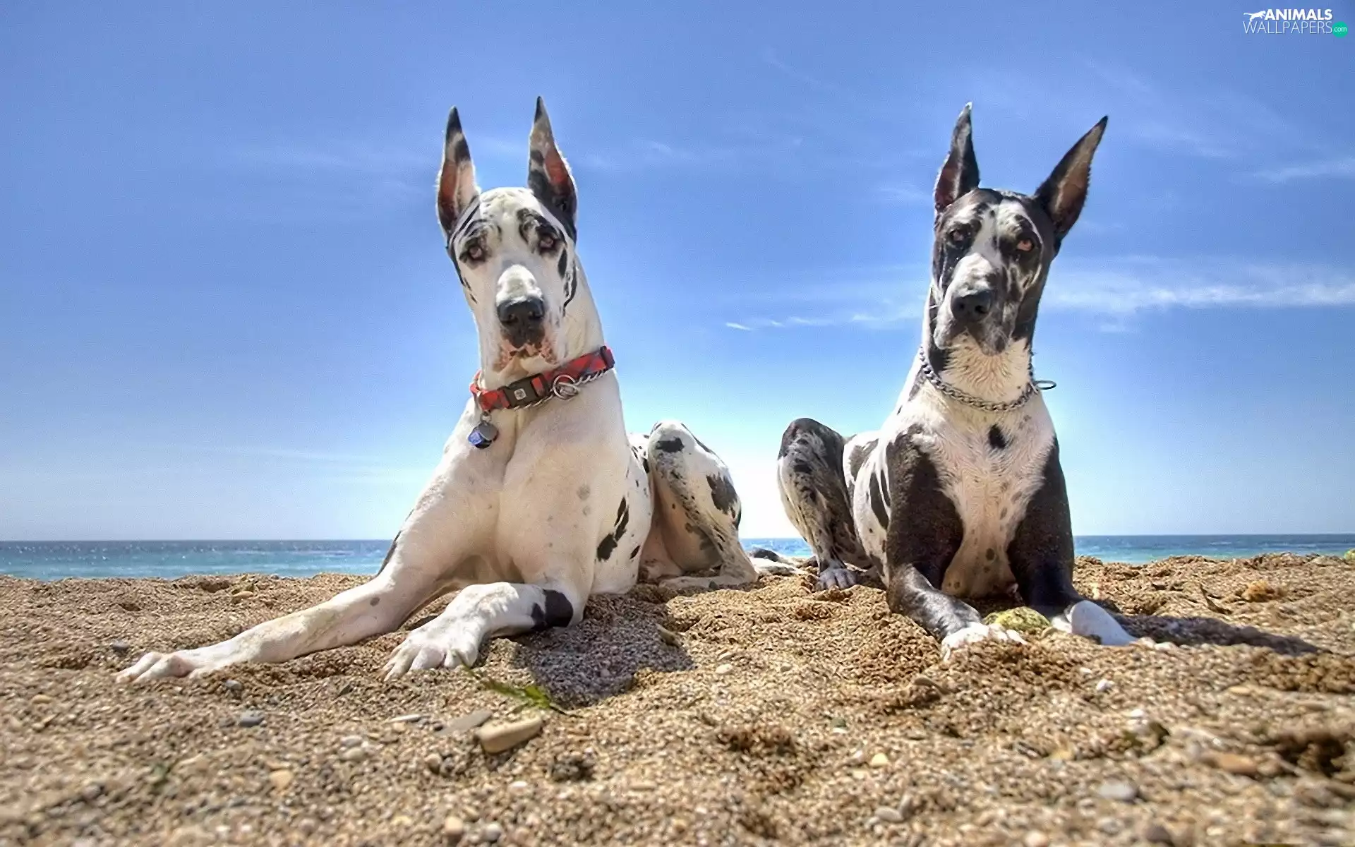 Sky, Two cars, dogs, Beaches