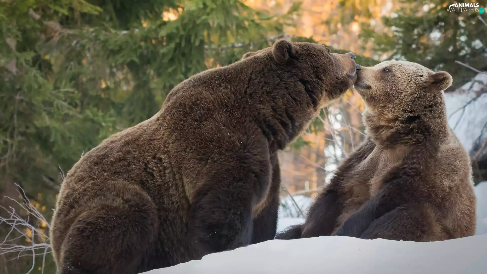 Kiss, Two cars, Brown Bears