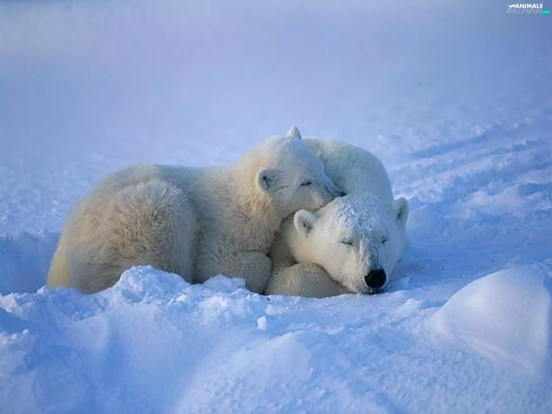snow, Two cars, Little bears