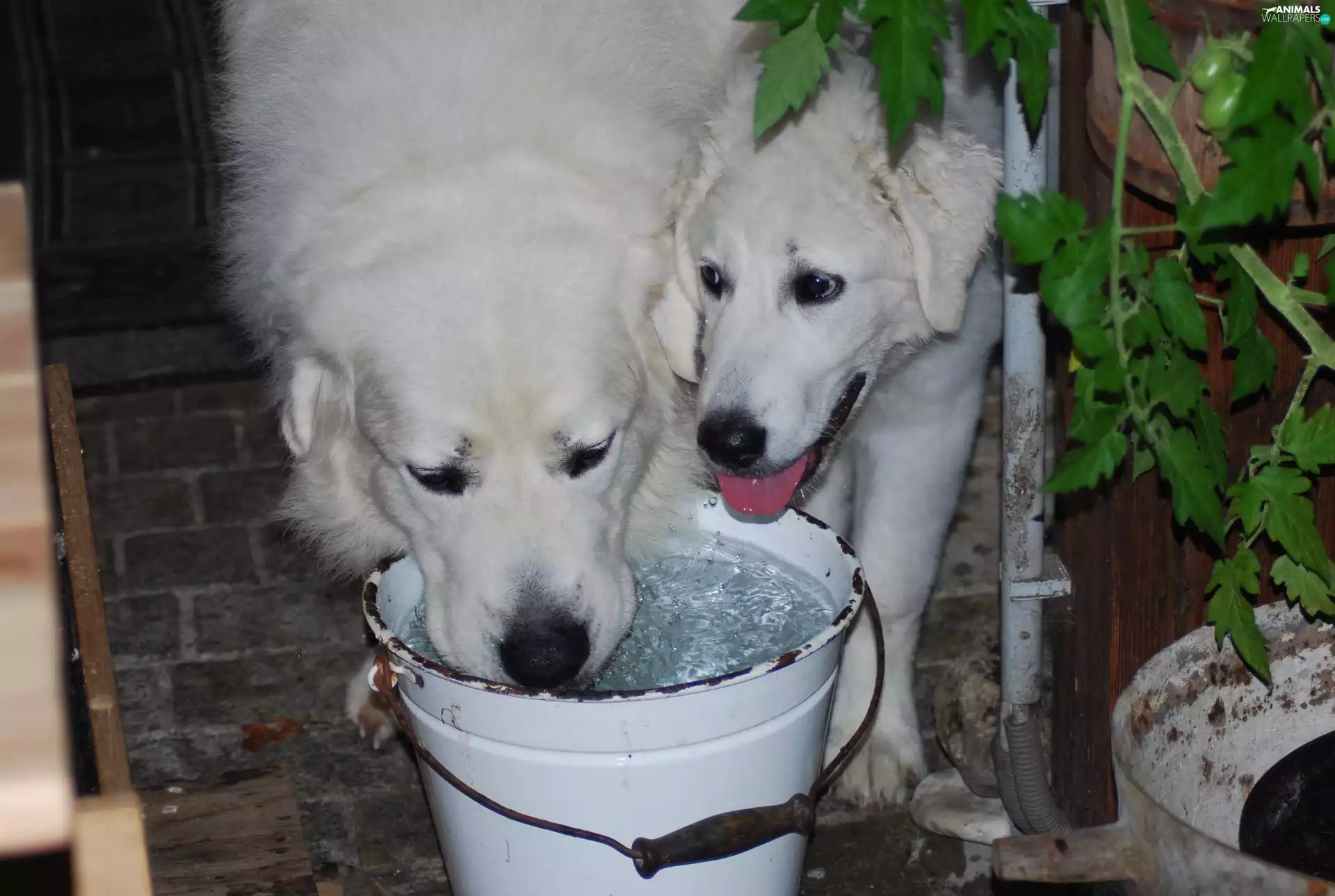 bucket, Two cars, slovak czuwacze