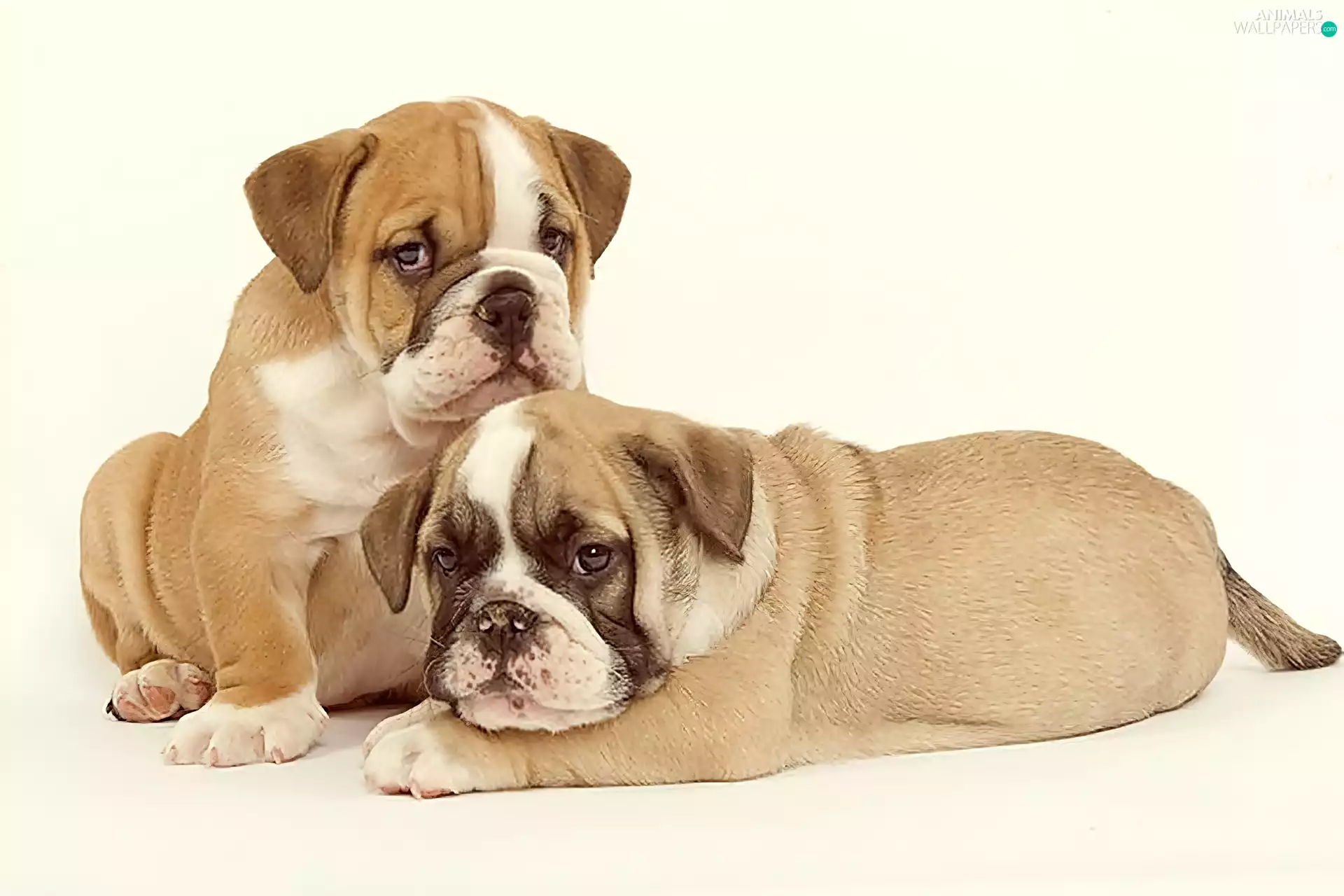 Bulldogs, Two cars, little doggies