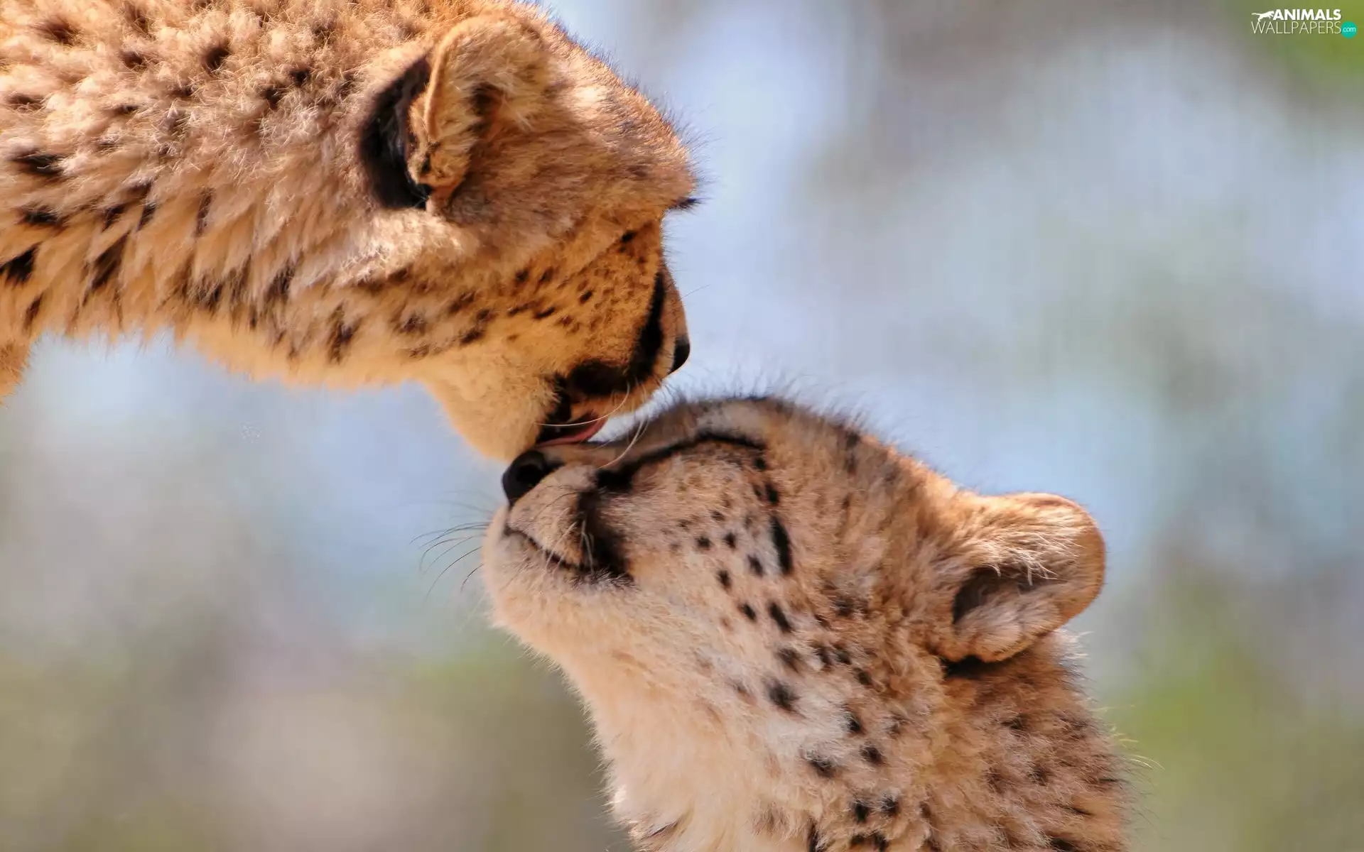 Cheetah, Two cars, little doggies
