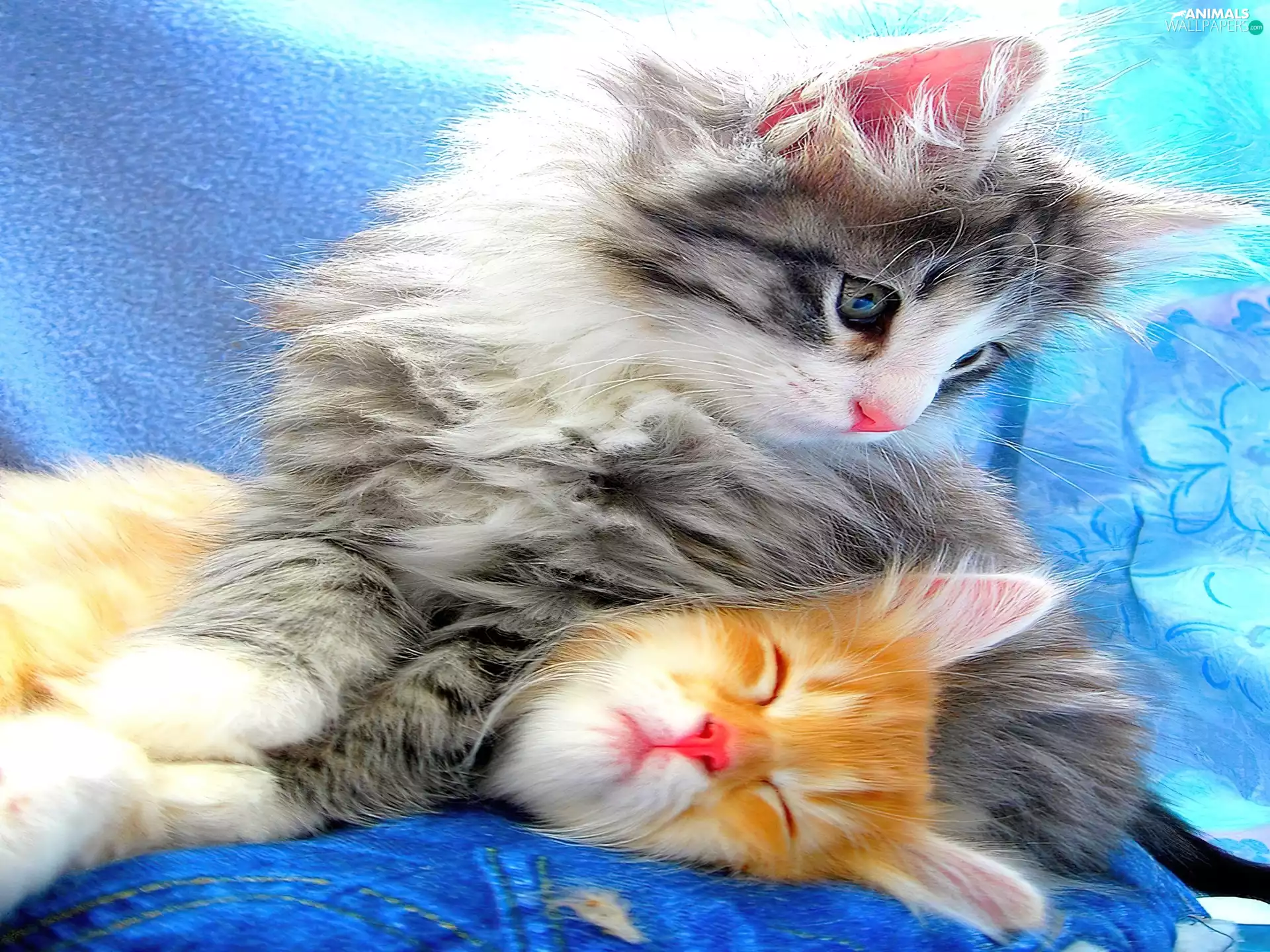 puss, Two cars, little doggies