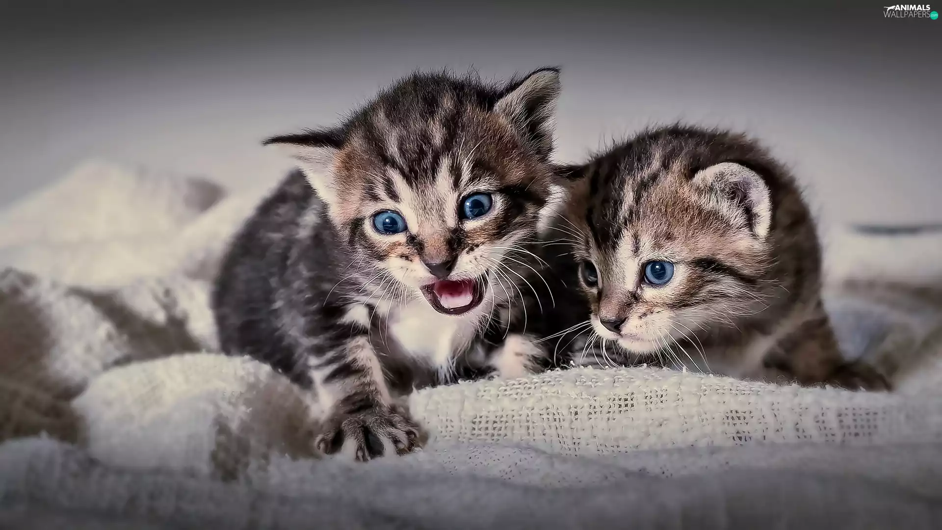 puss, Two cars, little doggies