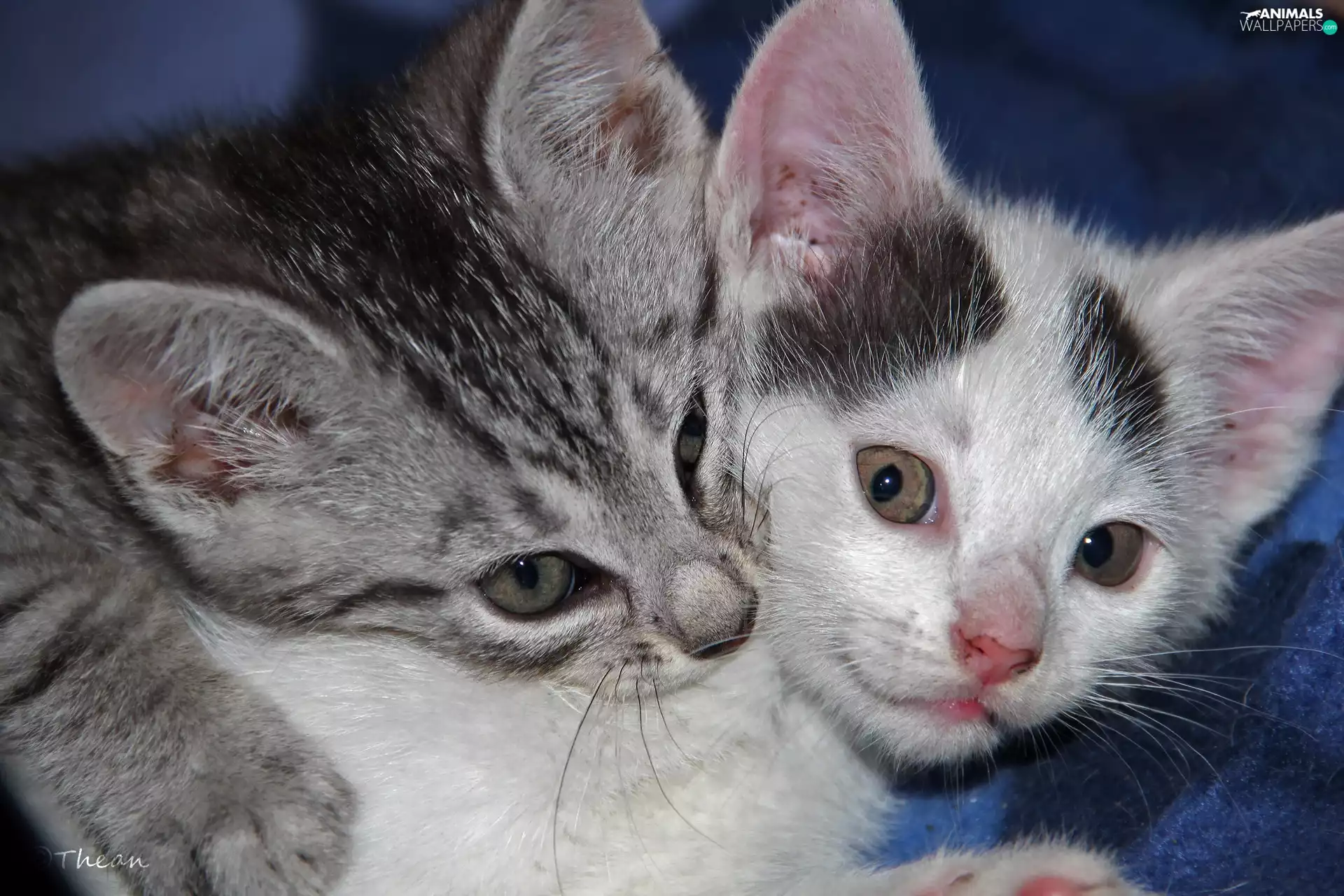 puss, Two cars, little doggies