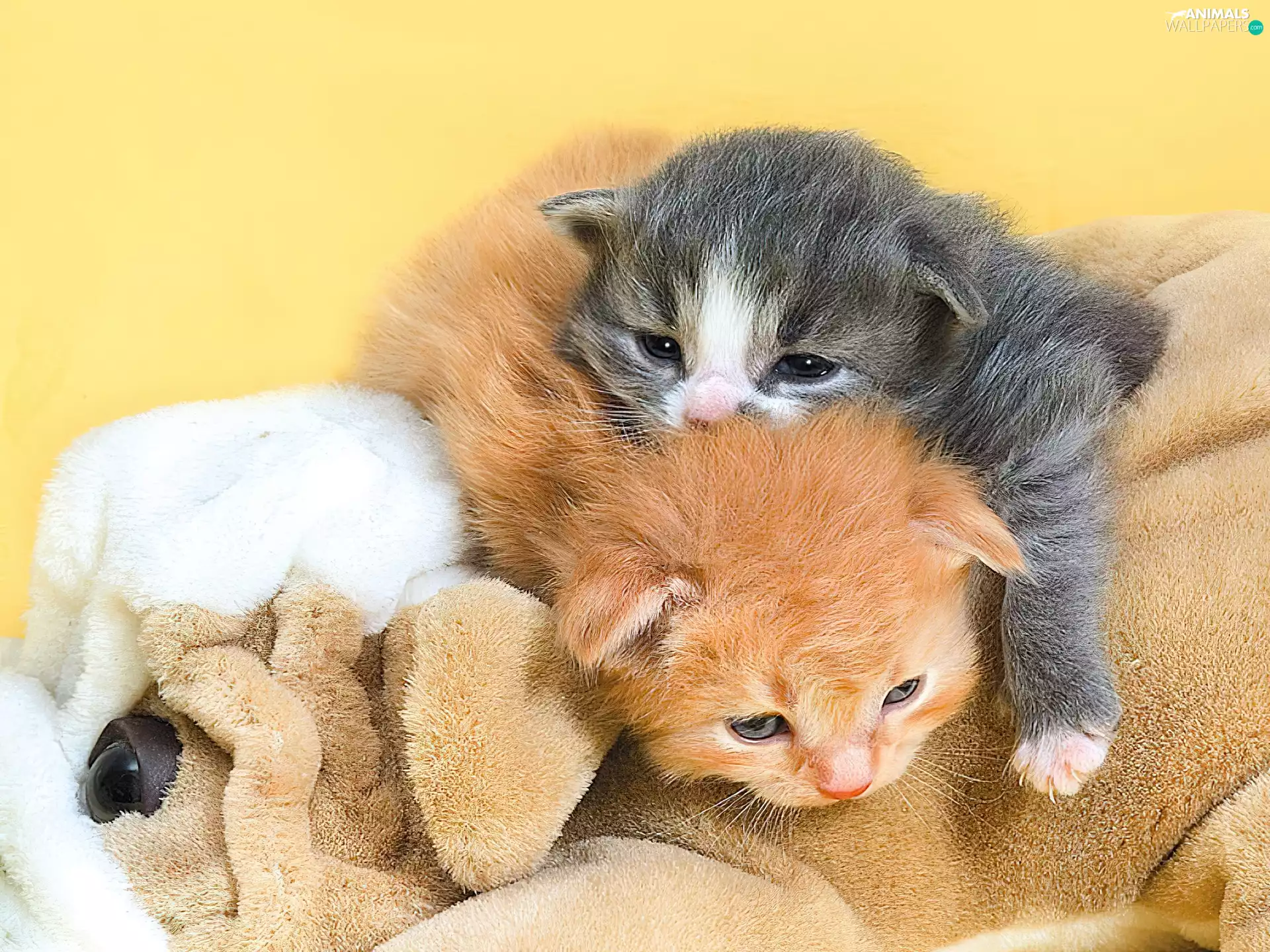 puss, Two cars, little doggies