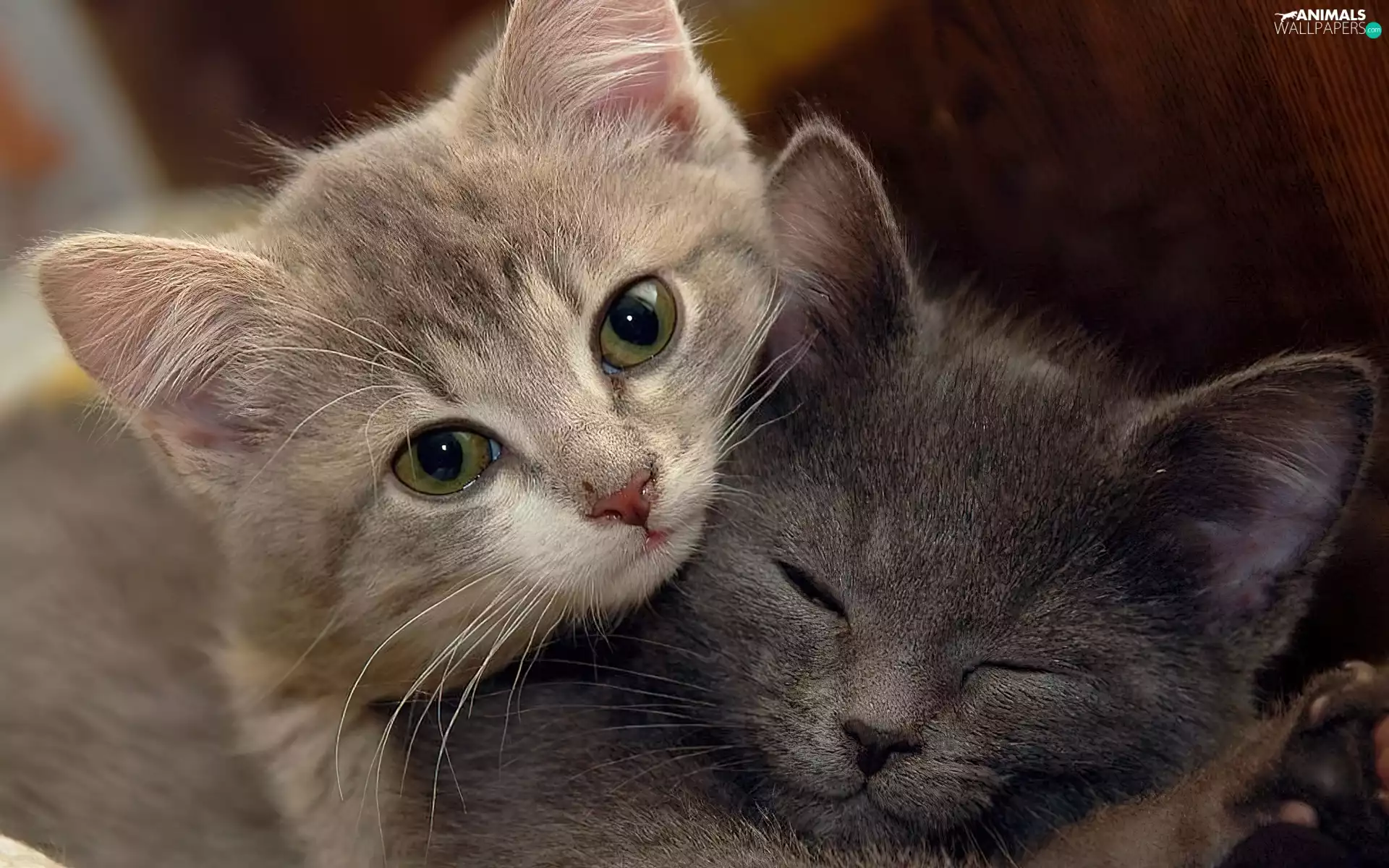 puss, Two cars, little doggies