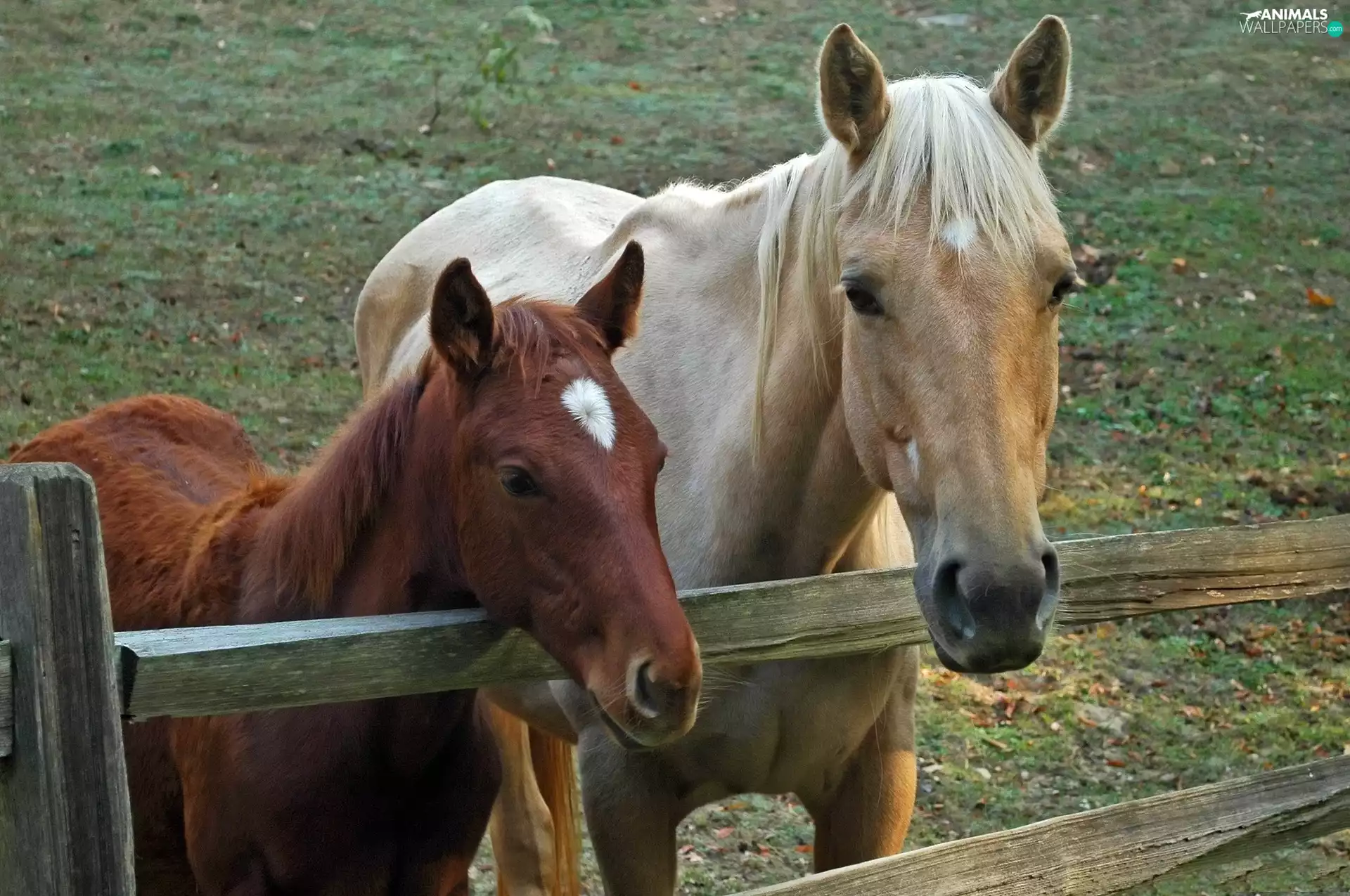 Meadow, Two cars, bloodstock, fence