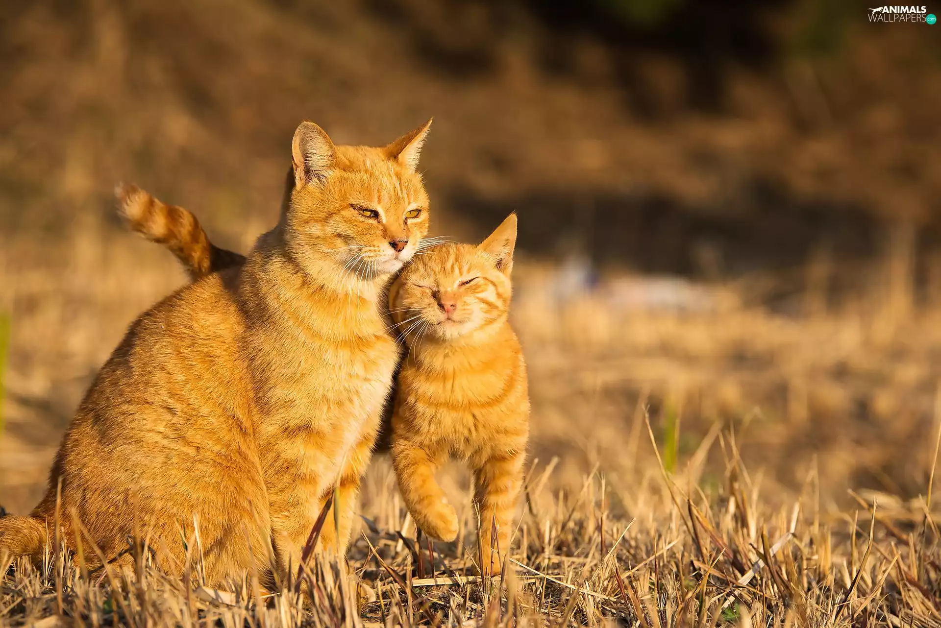 cats, Two cars, red head