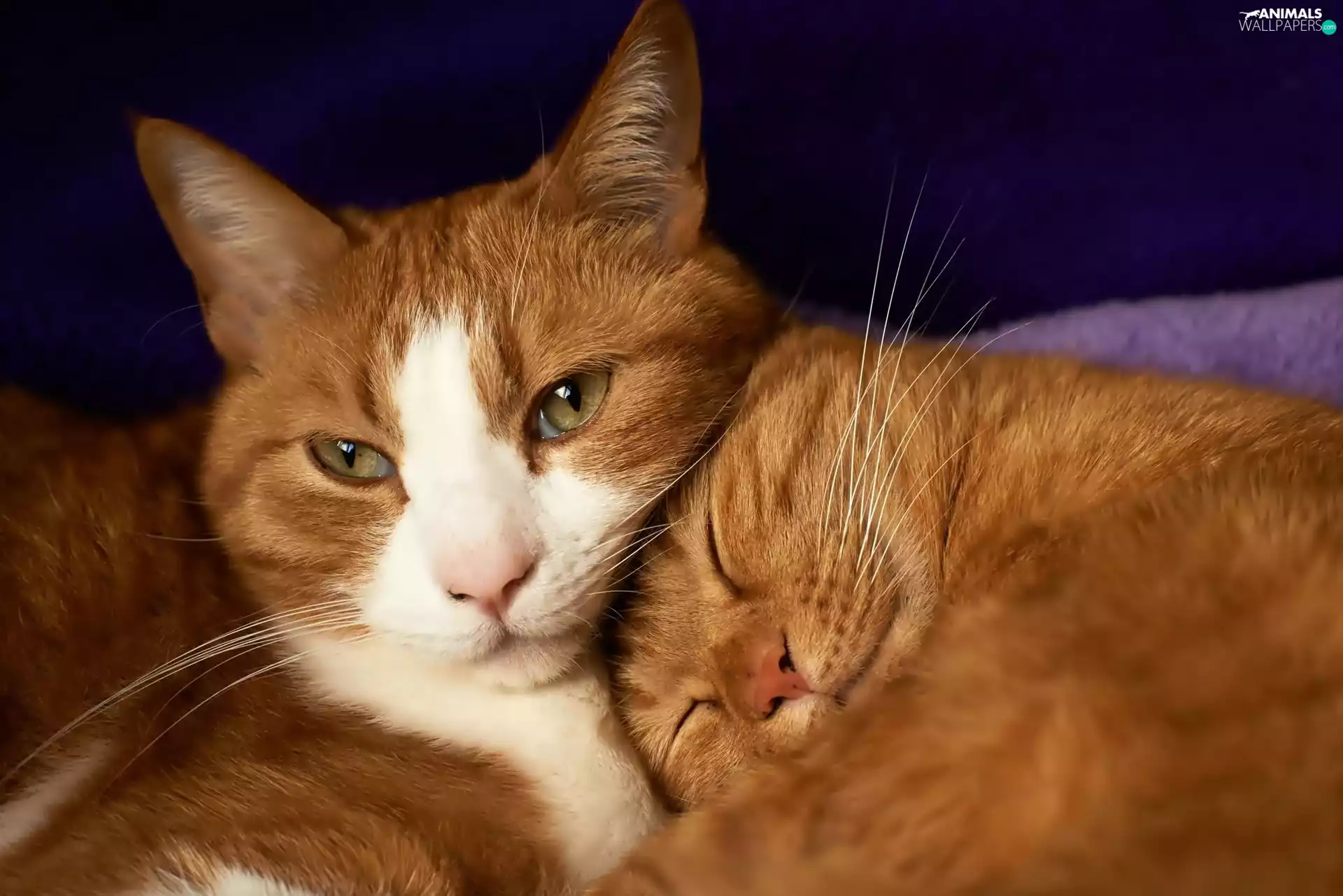 puss, Two cars, red head