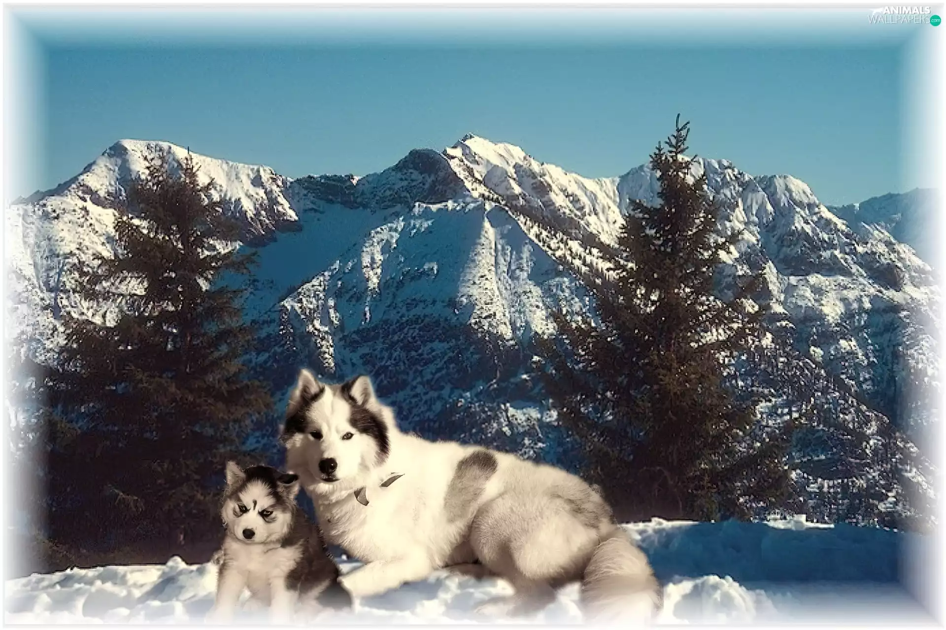 Mountains, Two cars, Siberian Husky