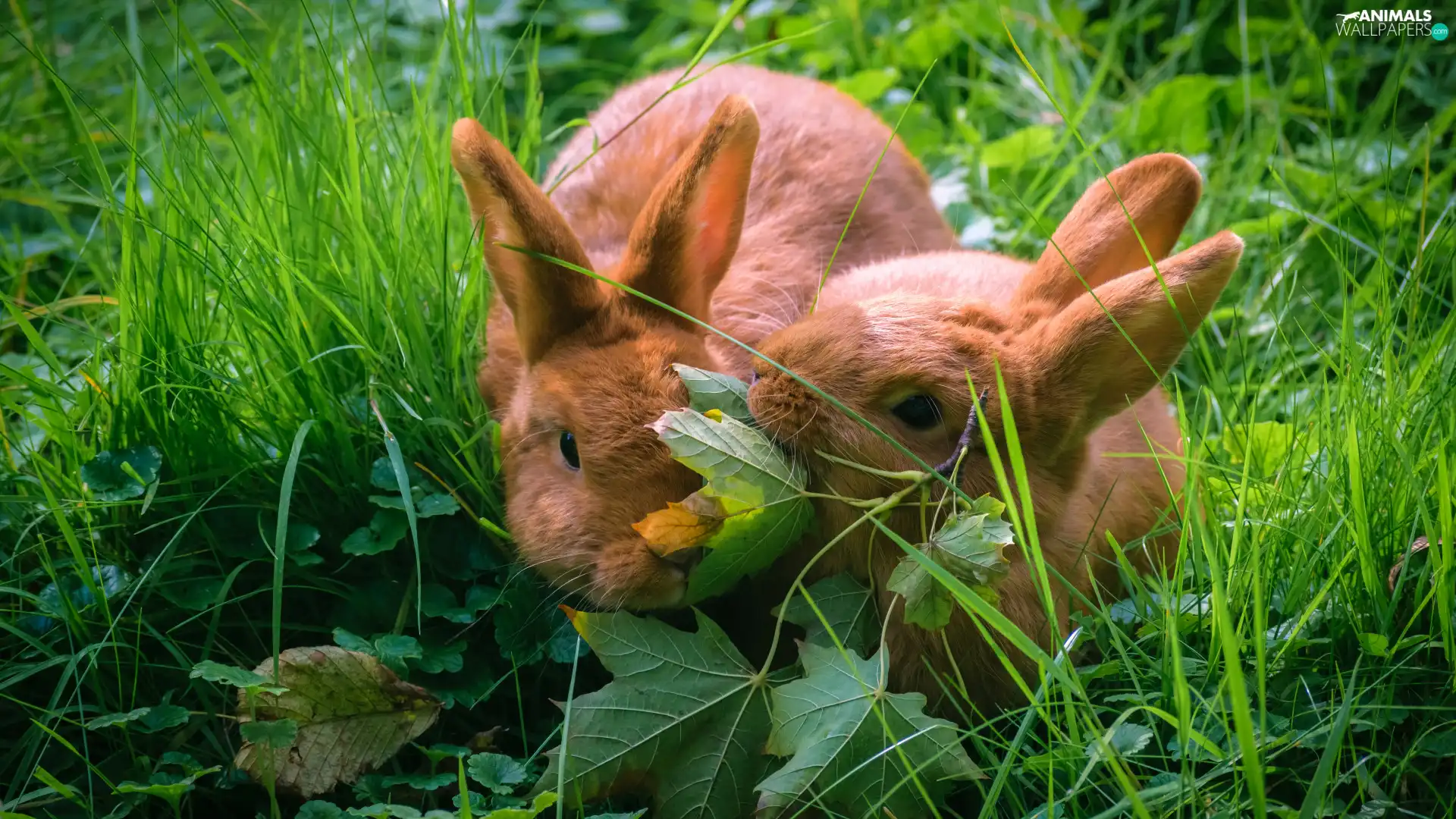 grass, Two cars, Rabbits, Leaf